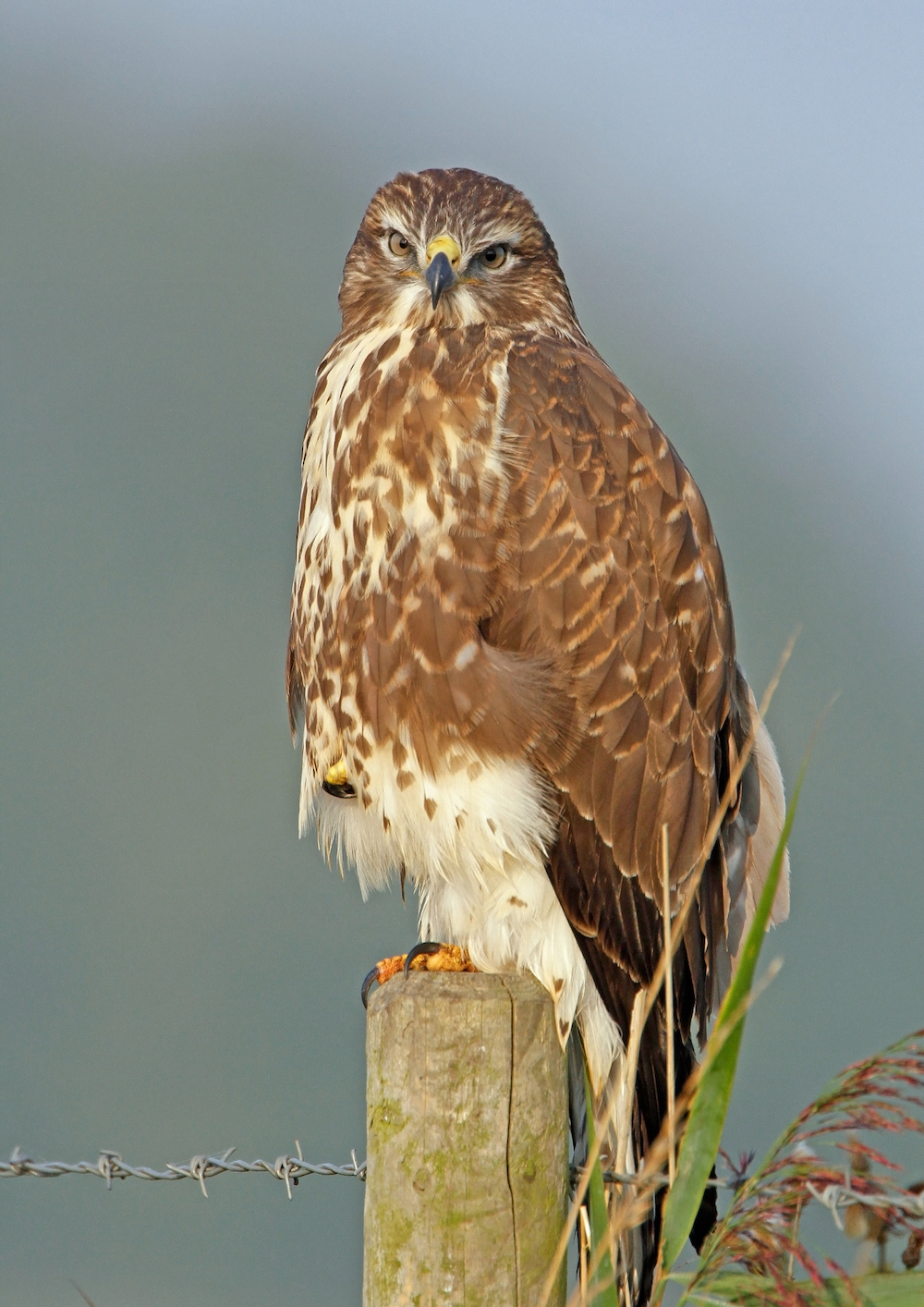 CommonBuzzard 050913 Grainthorpe MDJohnson