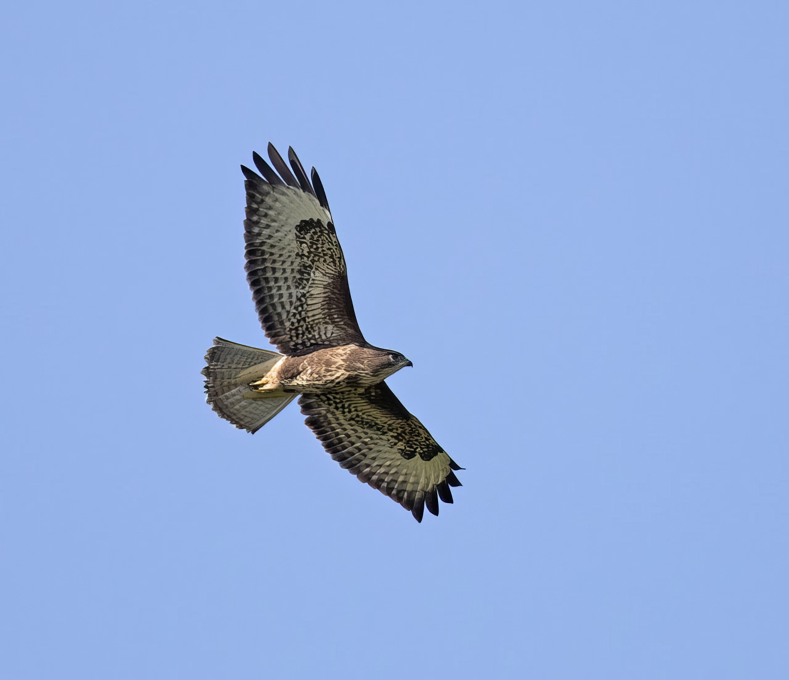 CommonBuzzard 260817 Twigmoor GPCatley topaz enhance
