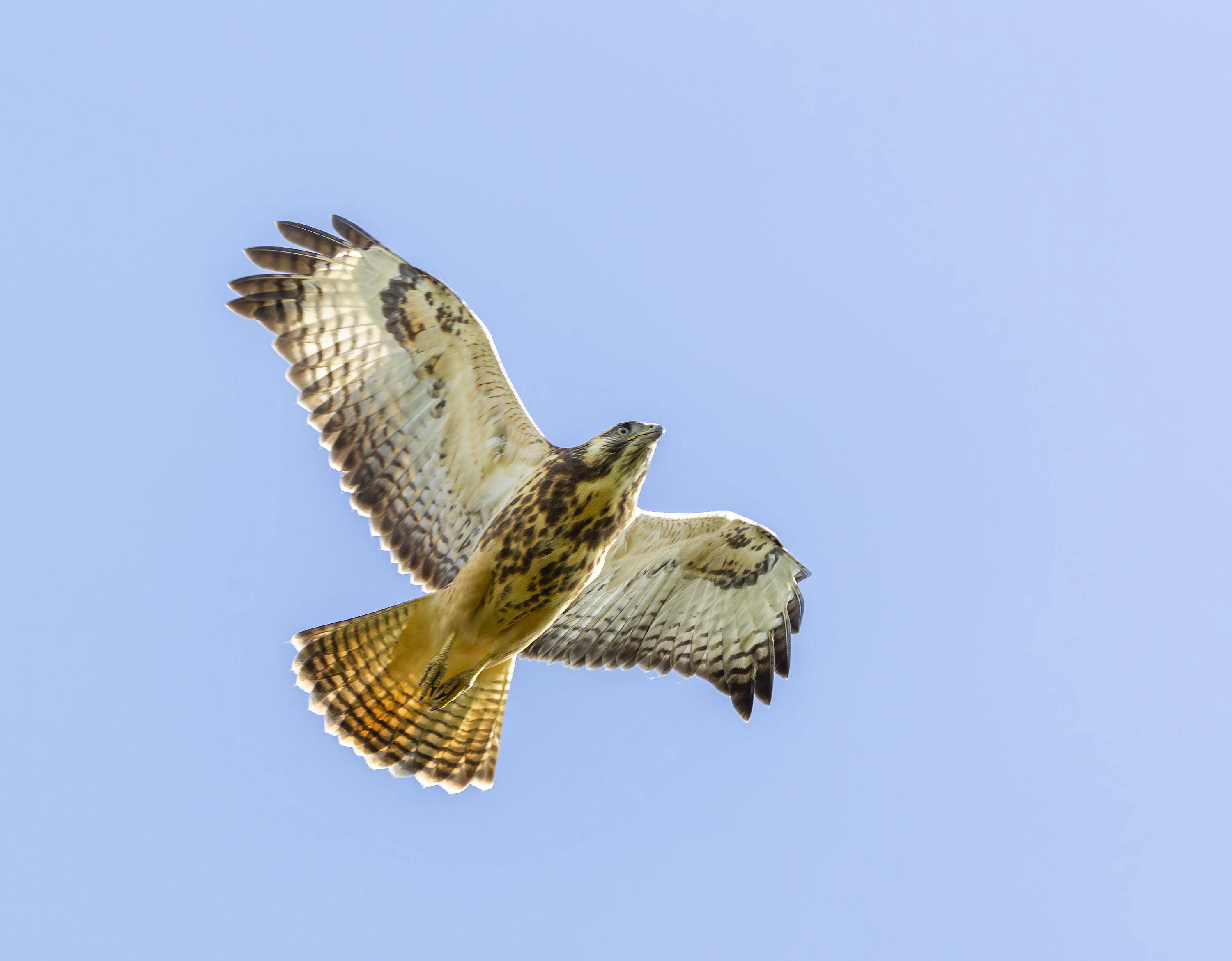 CommonBuzzard Aug2010 Twigmoor GPCatley