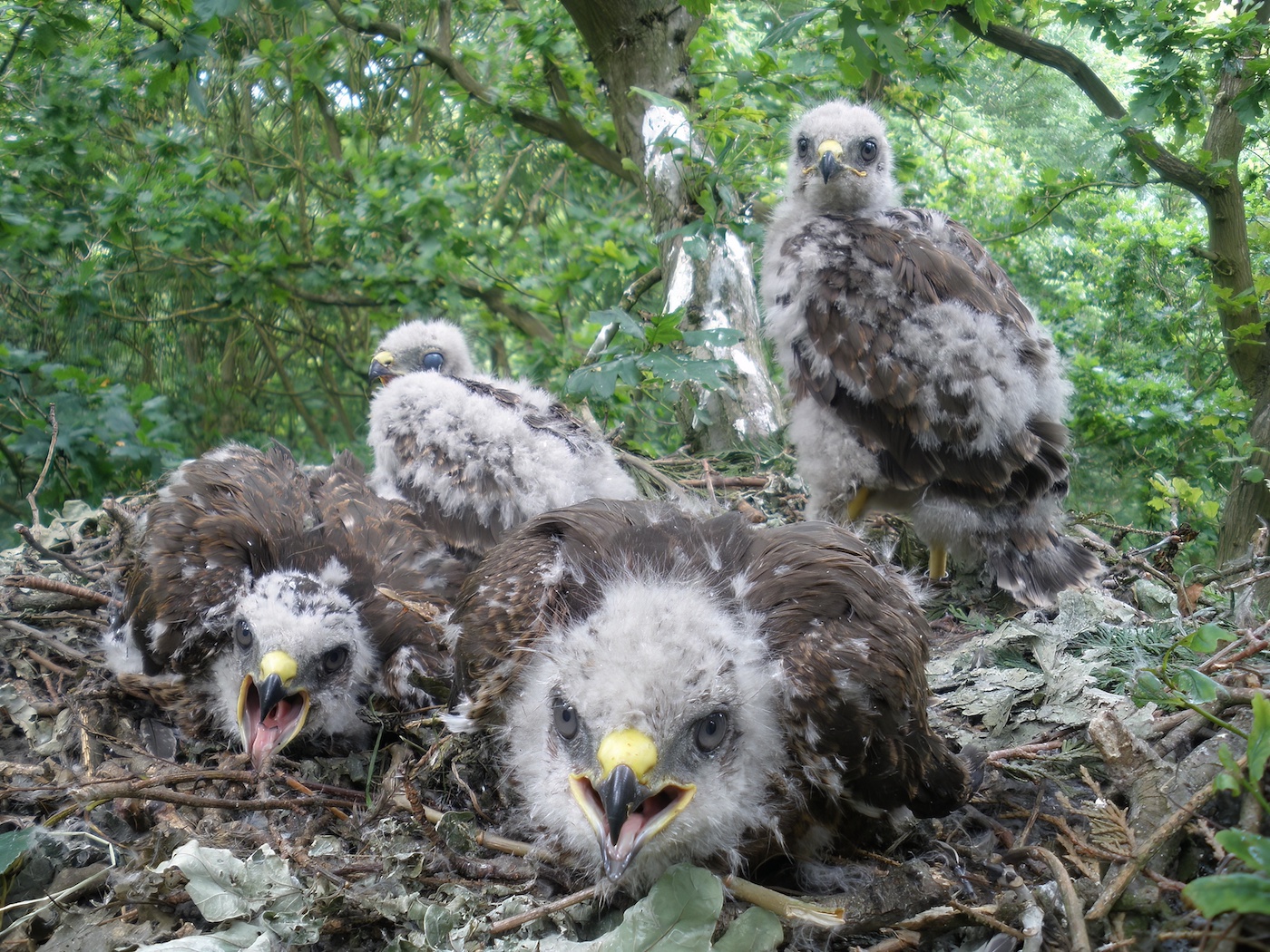 CommonBuzzard Chicks 130609 Bourne ABall topaz denoise
