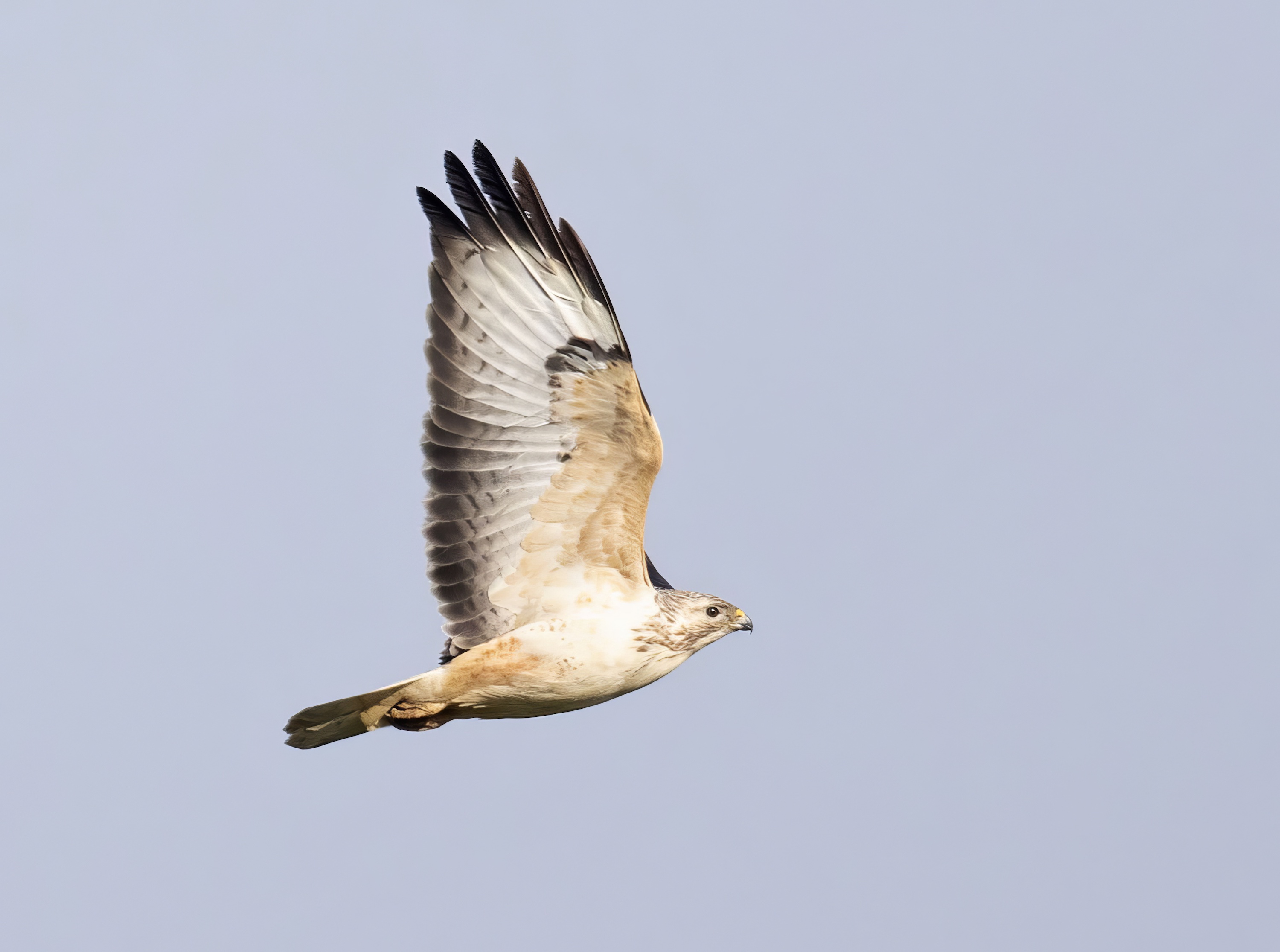 CommonBuzzard Pale 240220 Alkborough GPCatley topaz enhance