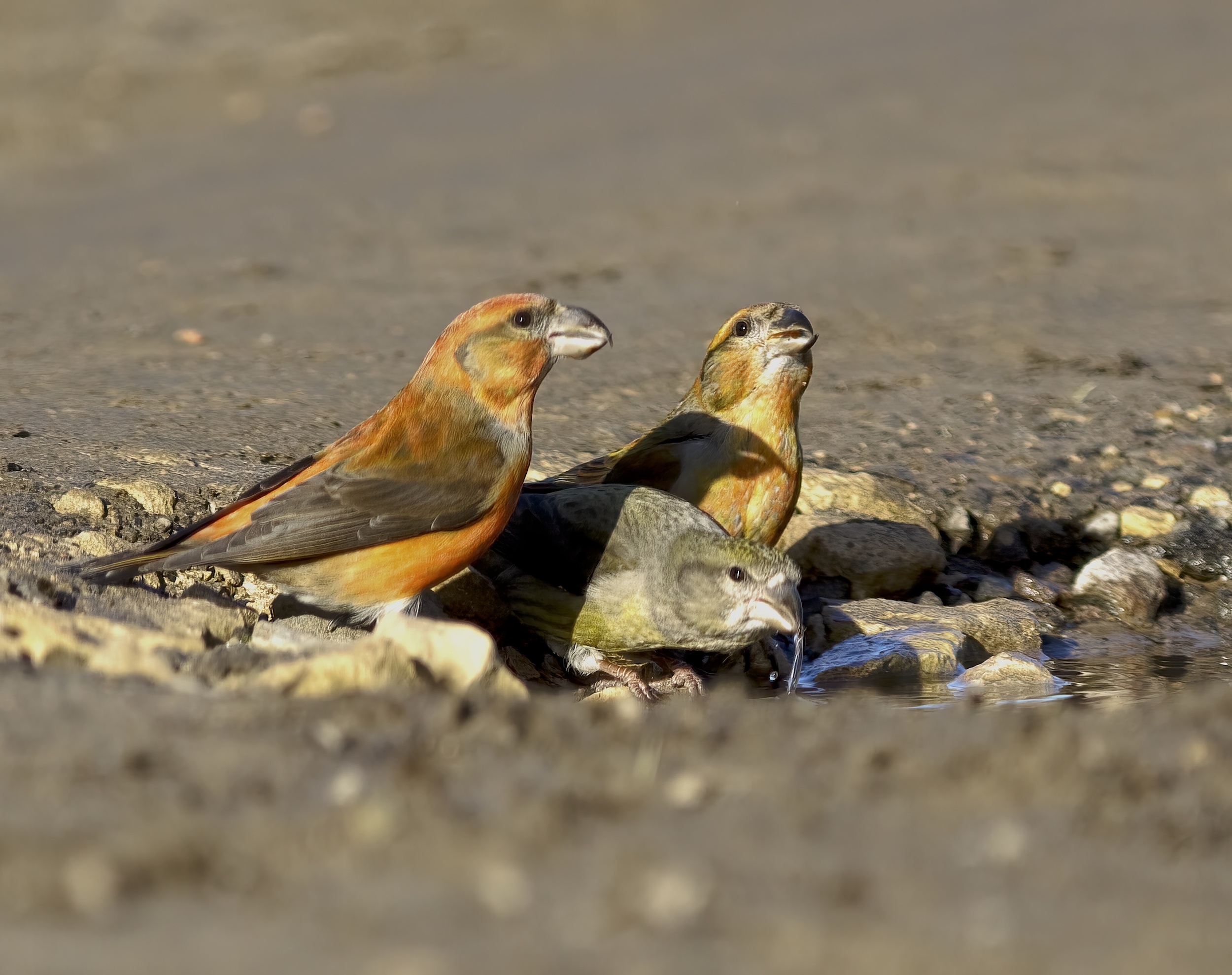 CommonCrossbill1 Jan2006 Walesby GPCatley topaz enhance