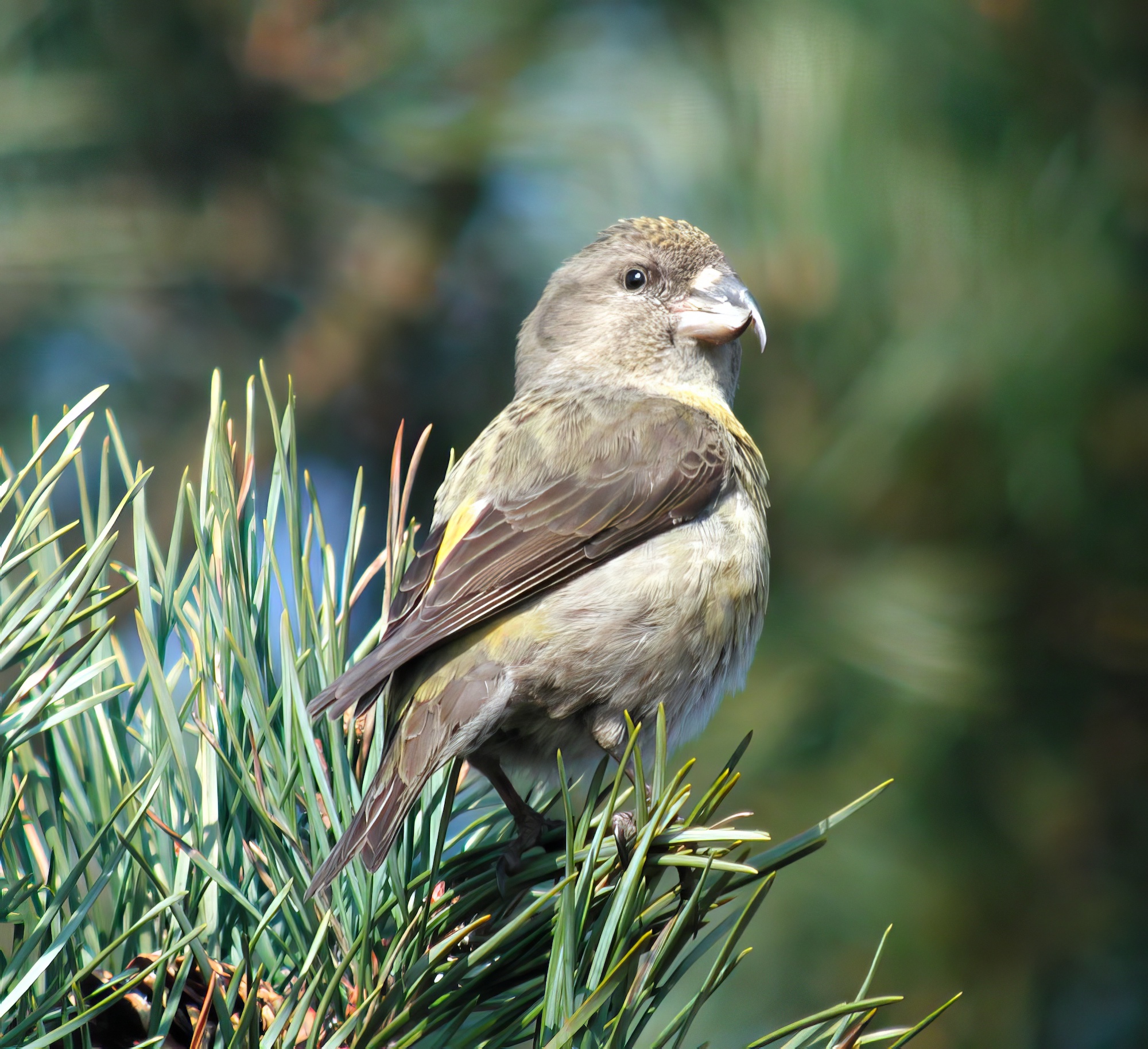CommonCrossbill Female 010304 Laughton Forest GPCatley topaz enhance