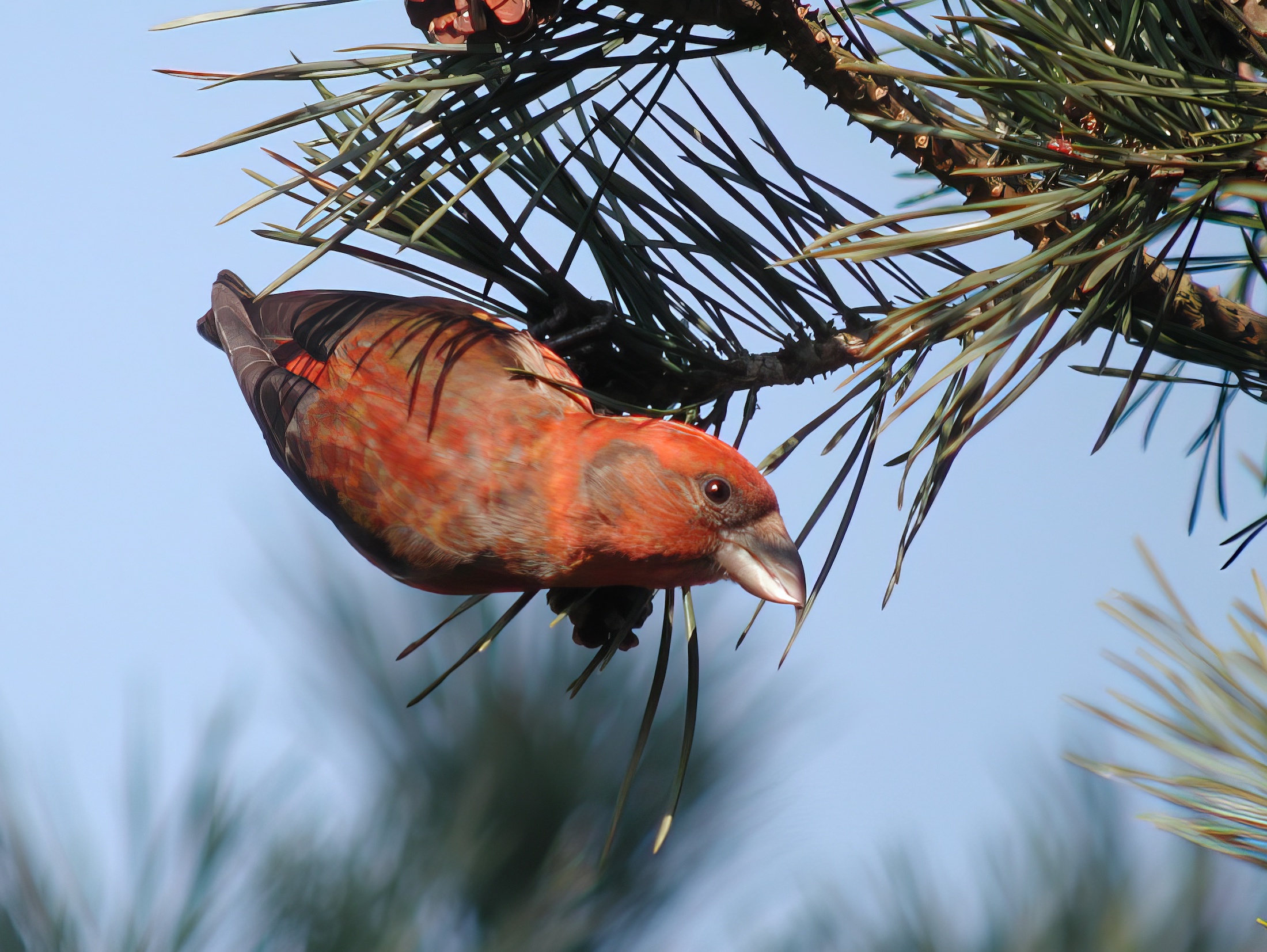 CommonCrossbill Male 010304 Laughton Forest GPCatley topaz enhance