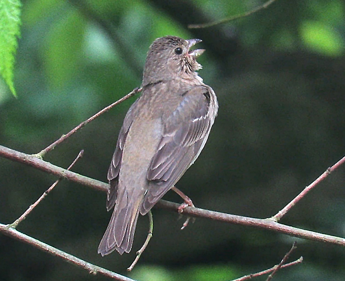 CommonRosefinch 250619 GibPoint RussHayes