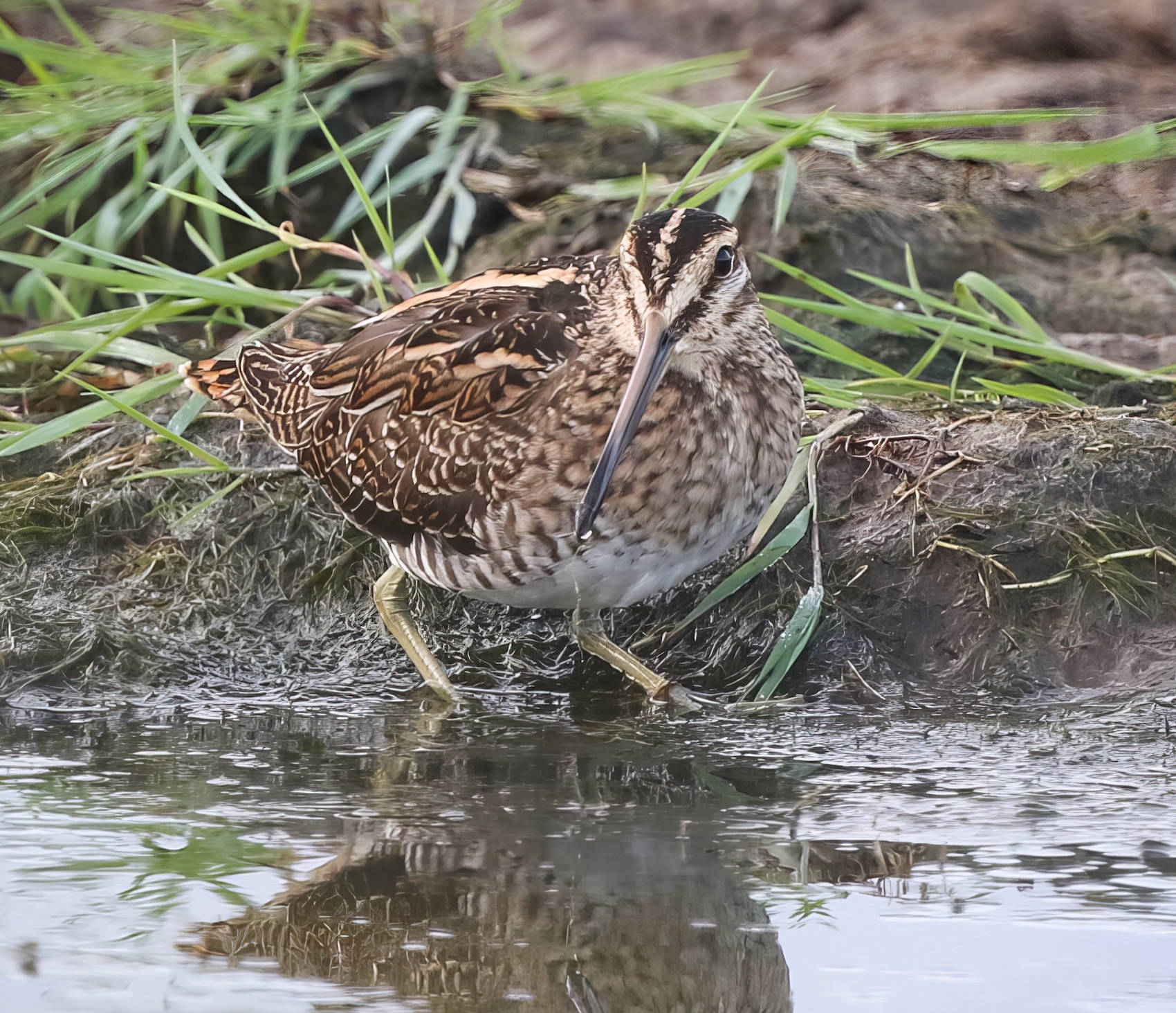 CommonSnipe 080919 FramptonMarsh JRClarkson topaz enhance