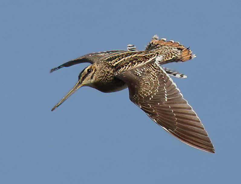 CommonSnipe 140617 FramptonMarsh NeilSmith SharpenAI Standard