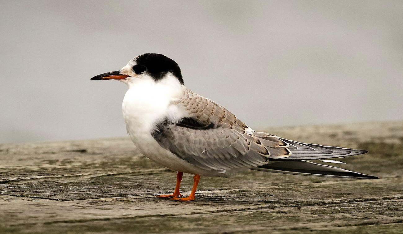 CommonTernJuv 200910 CovRes JRC