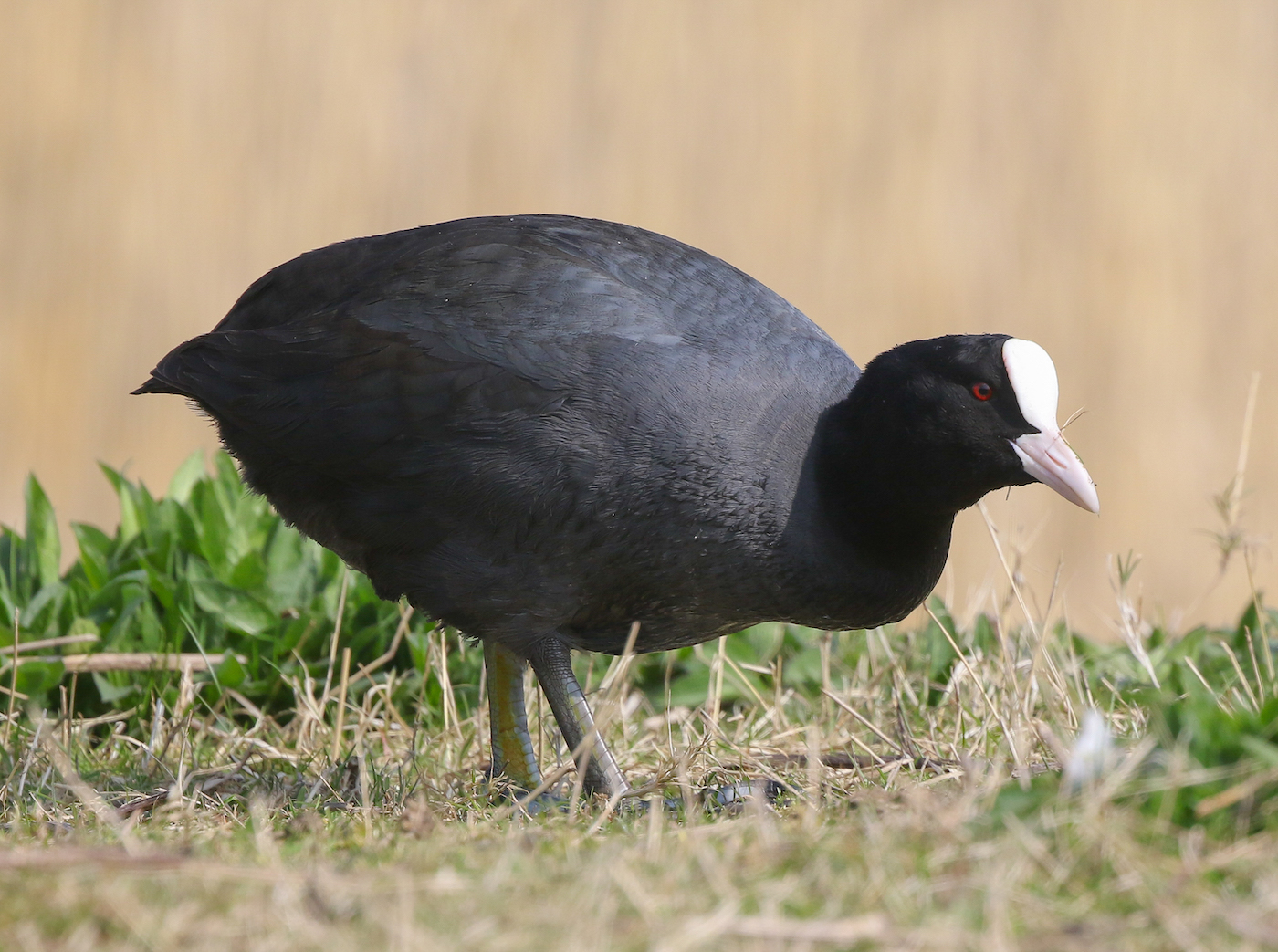 Coot 300319 Frampton JRClarkson