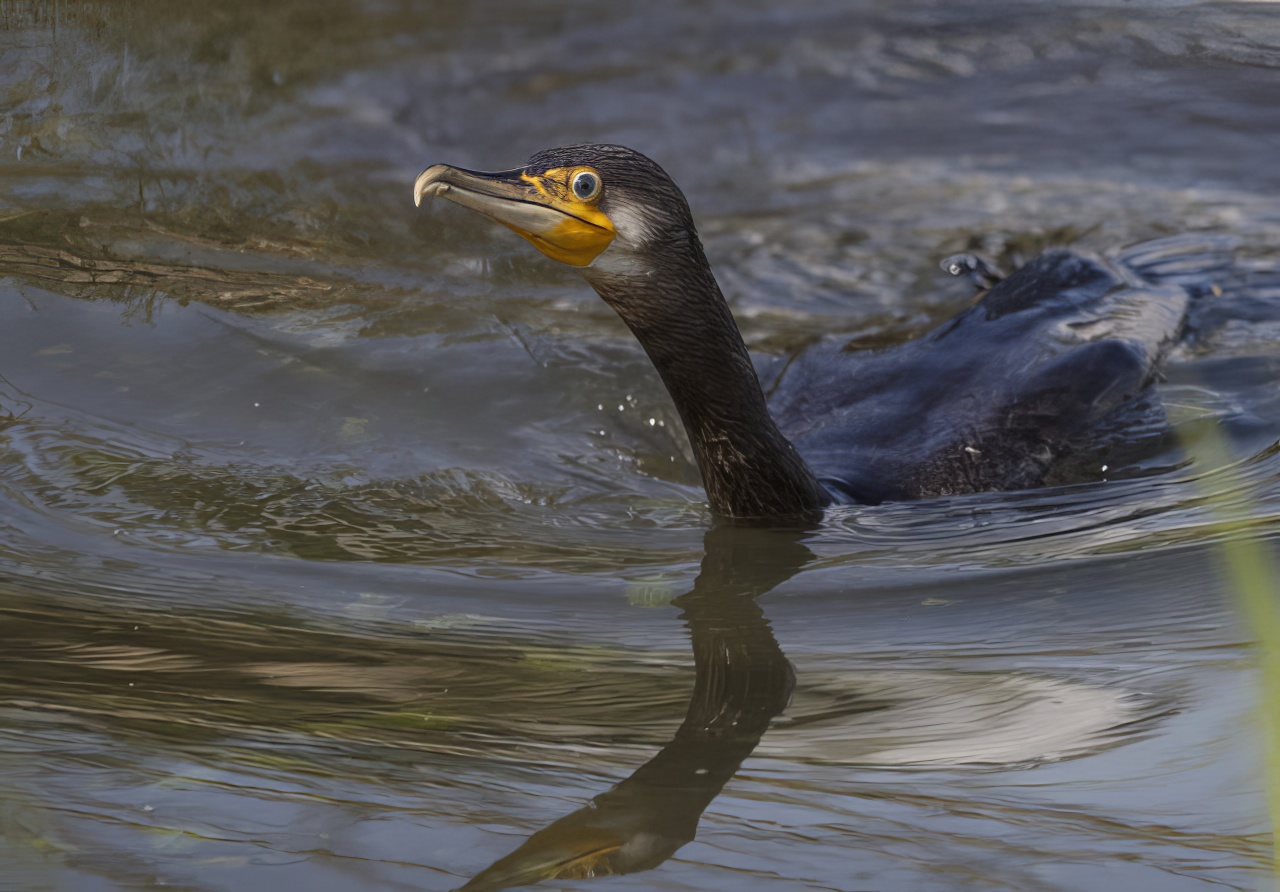 Cormorant 310810 BartonPits GPCatley topaz enhance