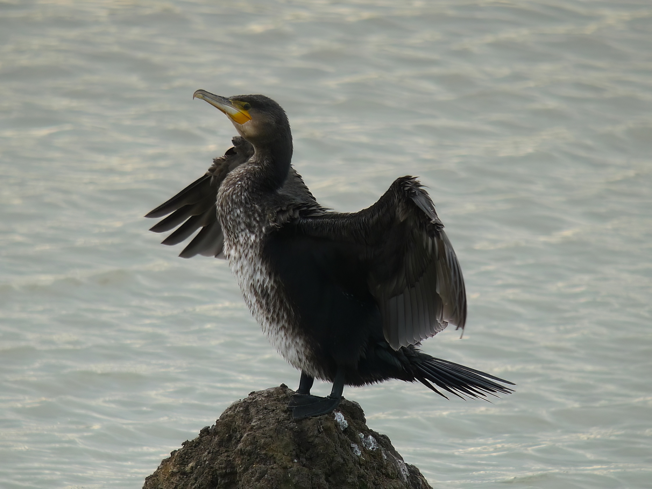 Cormorant Fiskerton Fen 22.10.2009 R Hayes topaz denoise