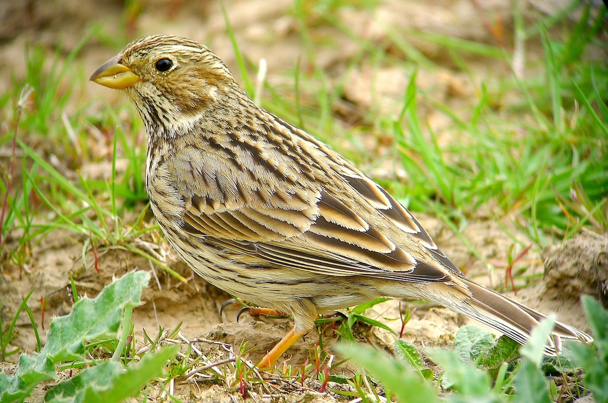 CornBunting 150411 FramptonMarsh PSullivan