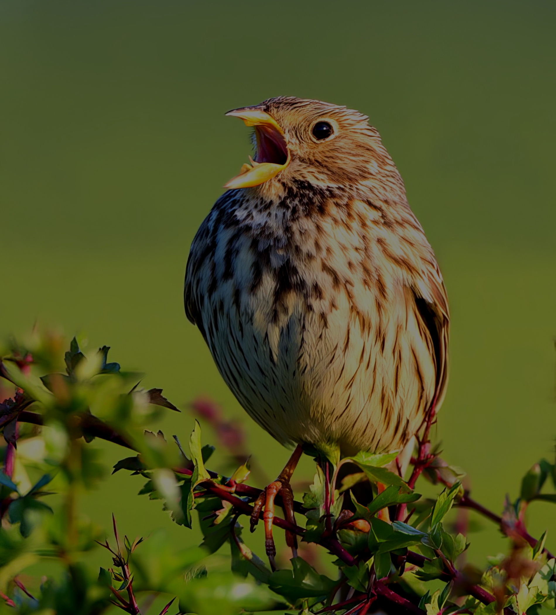 CornBunting 150613 Hemingby RTelfer topaz enhance
