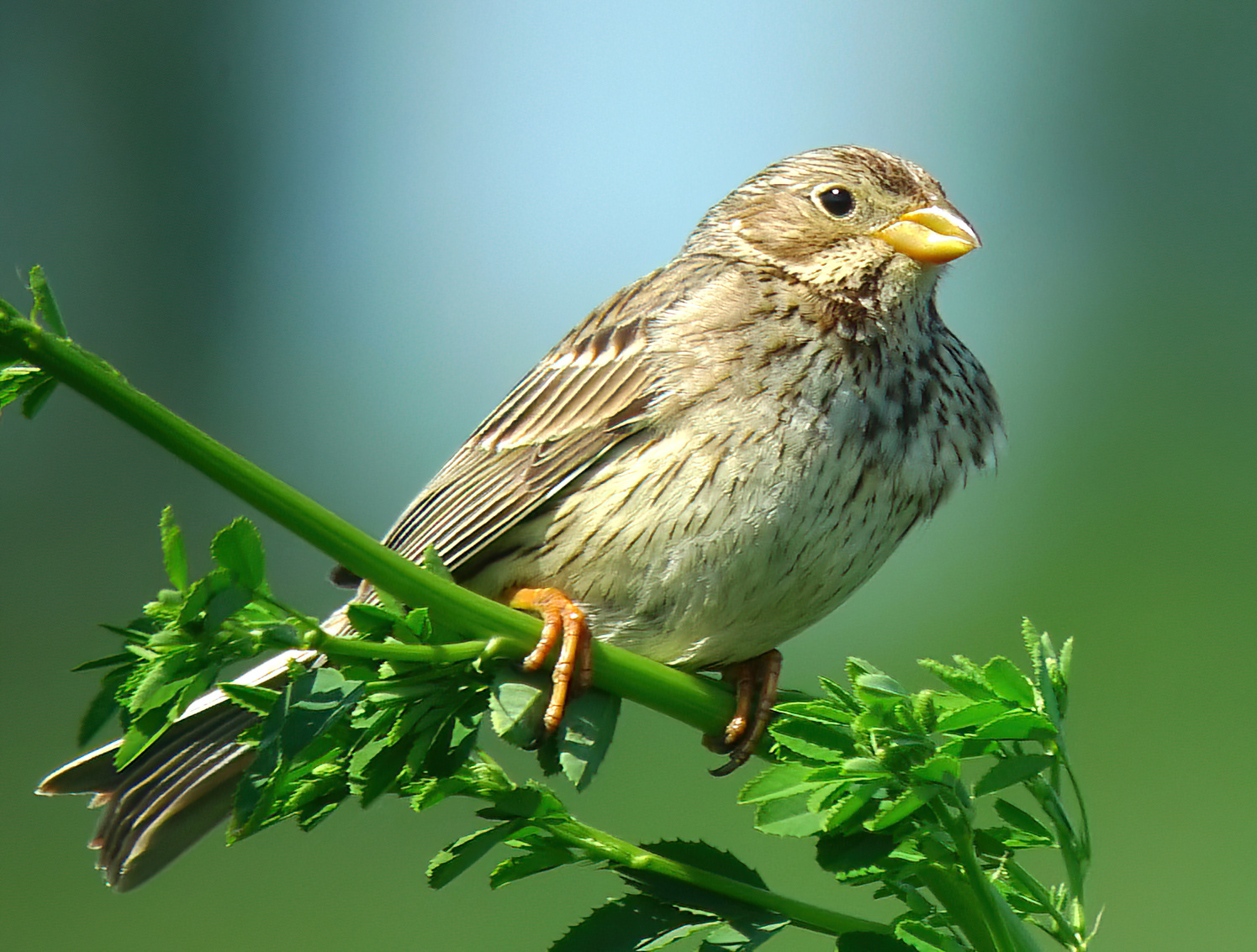 CornBunting 290509 FramptonMarsh RHayes SharpenAI Standard