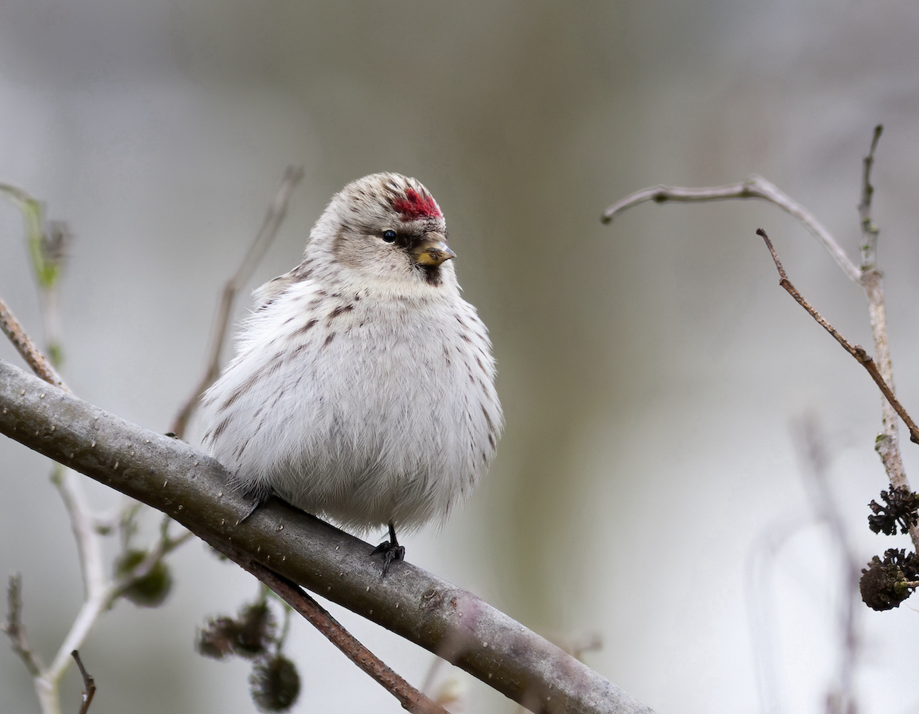 CouesArcticRedpoll2 280306 Waters Edge GPCatley