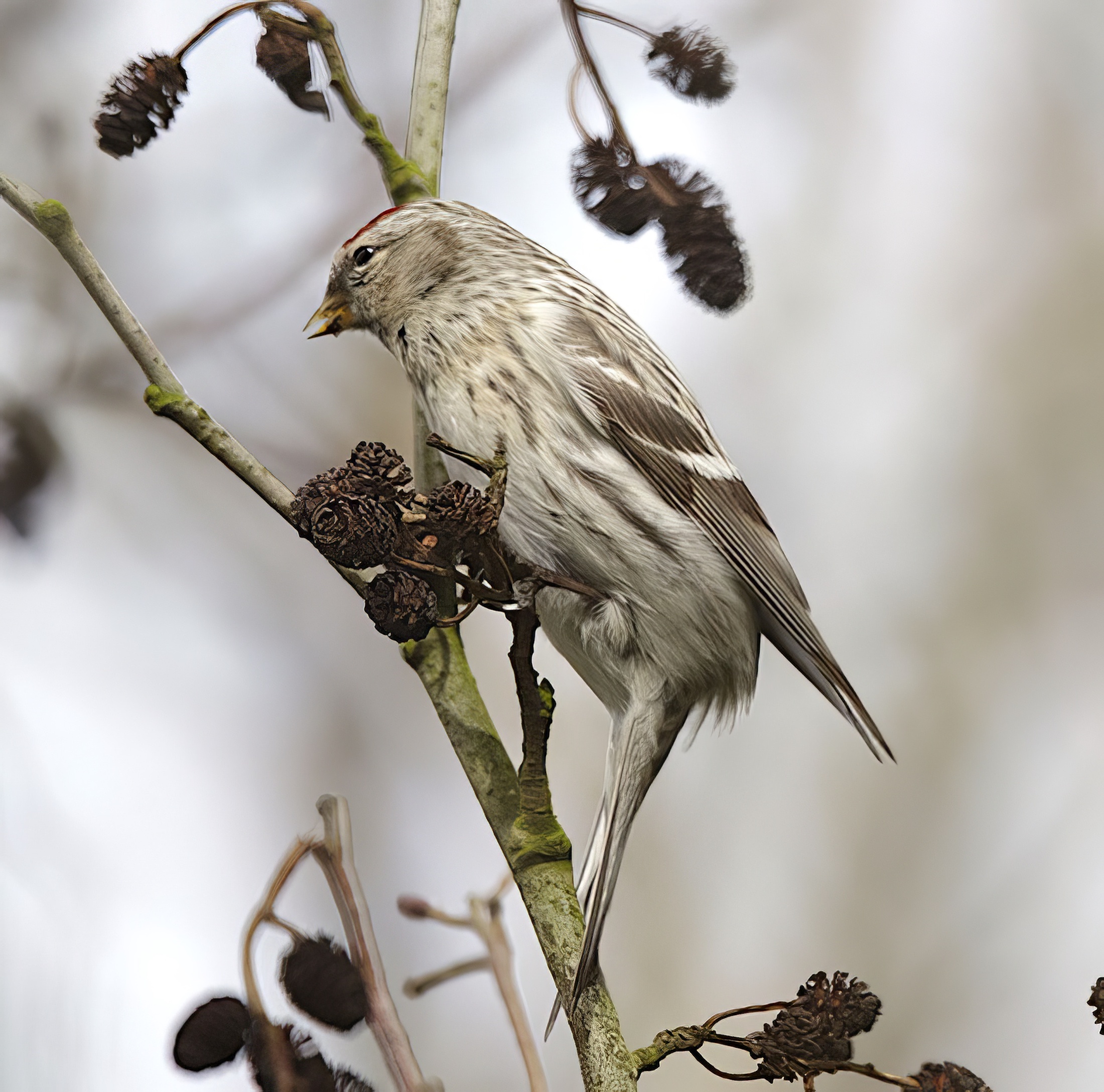 CouesArcticRedpoll 060414 WatersEdge GPCatley topaz enhance