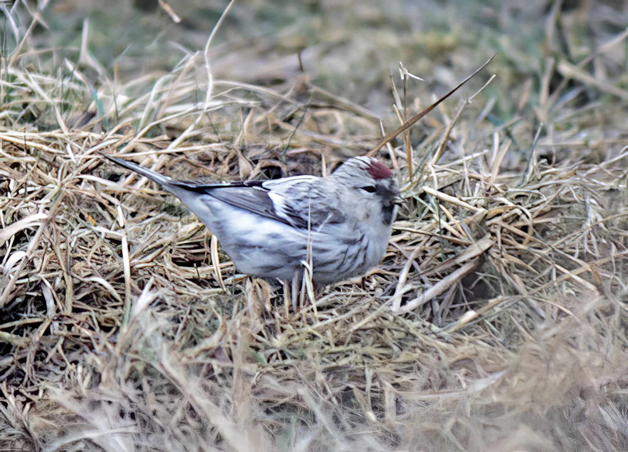 Coues ArcticRedpoll 090482 Rimac GPCatley topaz enhance