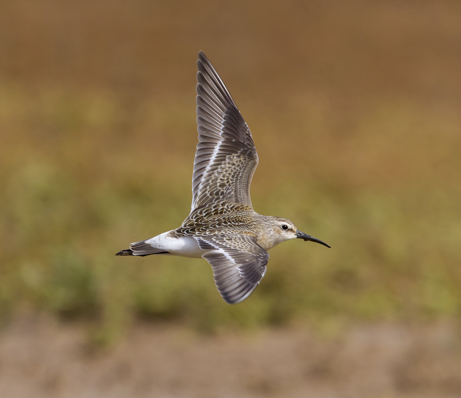 CurlewSandpiper Saltfleet Sept2010 GPCatley