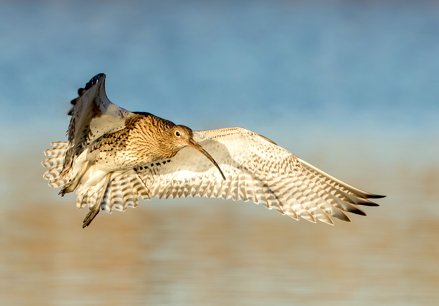 Curlew 041216 Grainthorpe MDJohnson