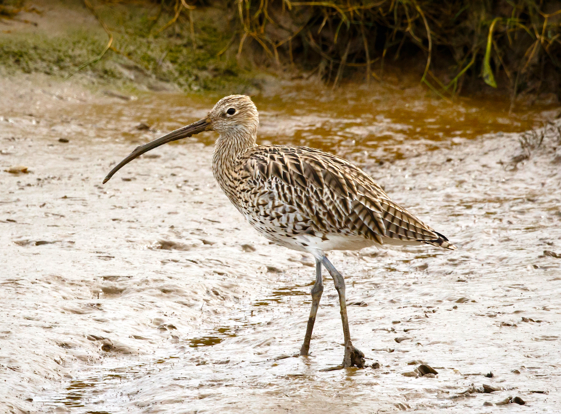 Curlew 130915 SaltfleetHaven JRClarkson