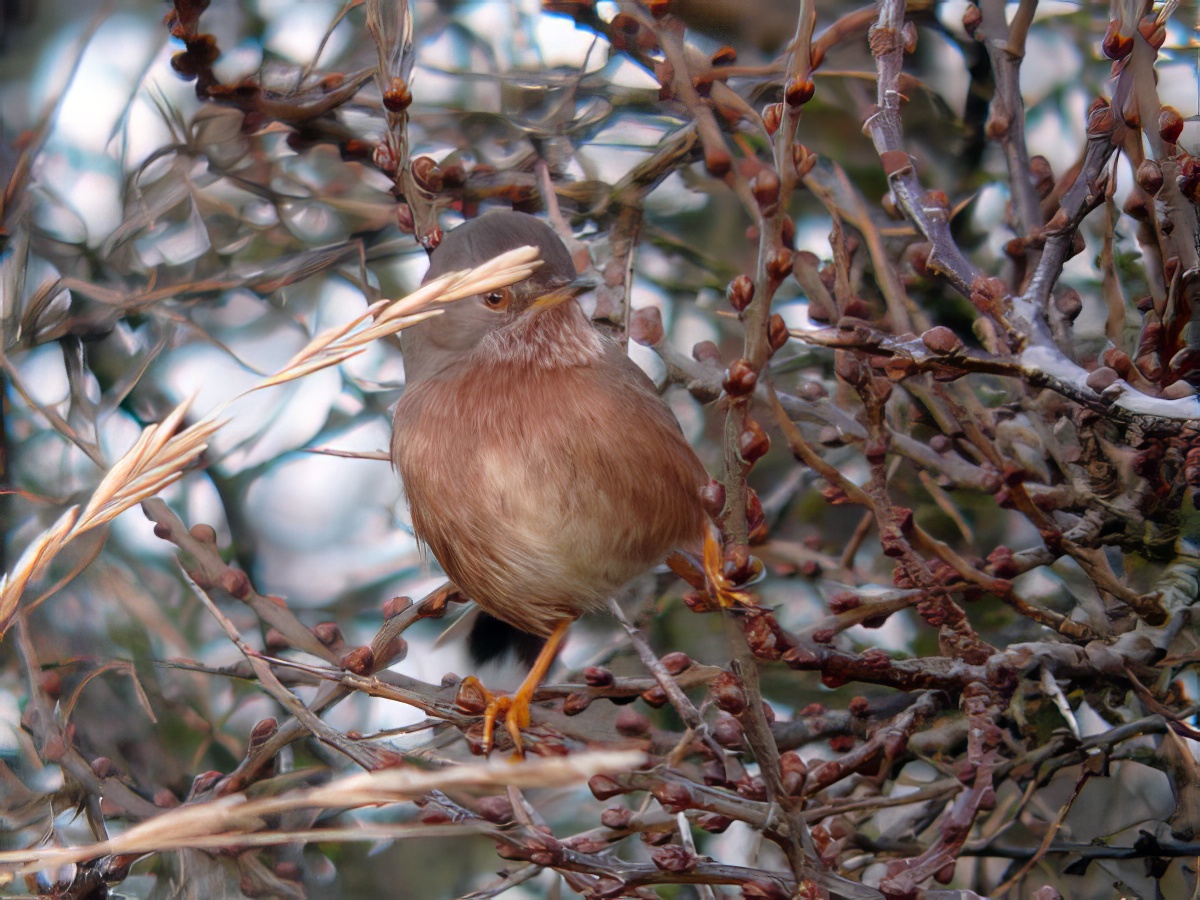 DartfordWarbler 270108 GibPoint RHayes topaz enhance