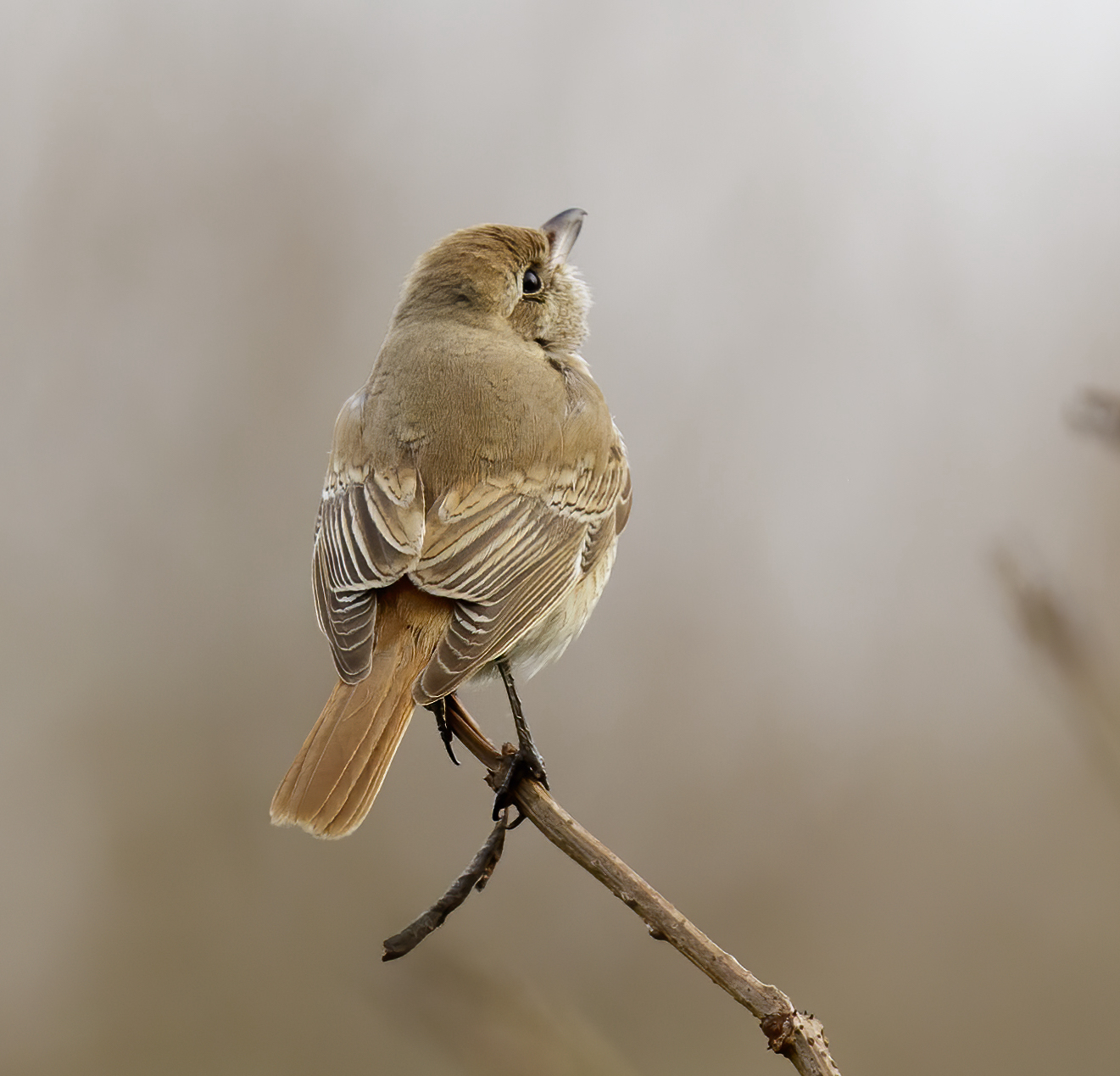 DaurianShrike 201013 Pyes Hall GPCatley