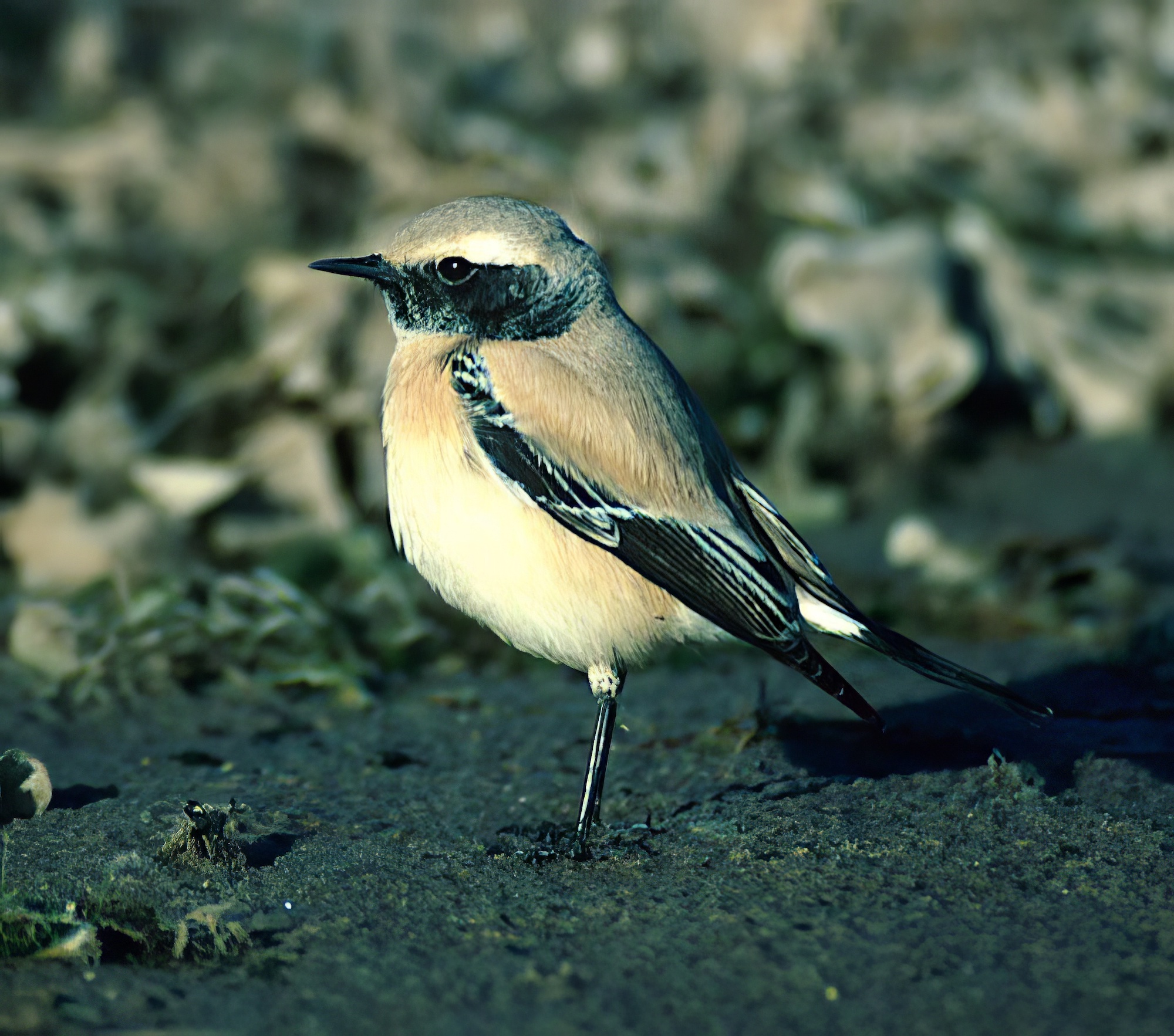 DesertWheatear 161199 Saltfleetby GPCatley topaz enhance