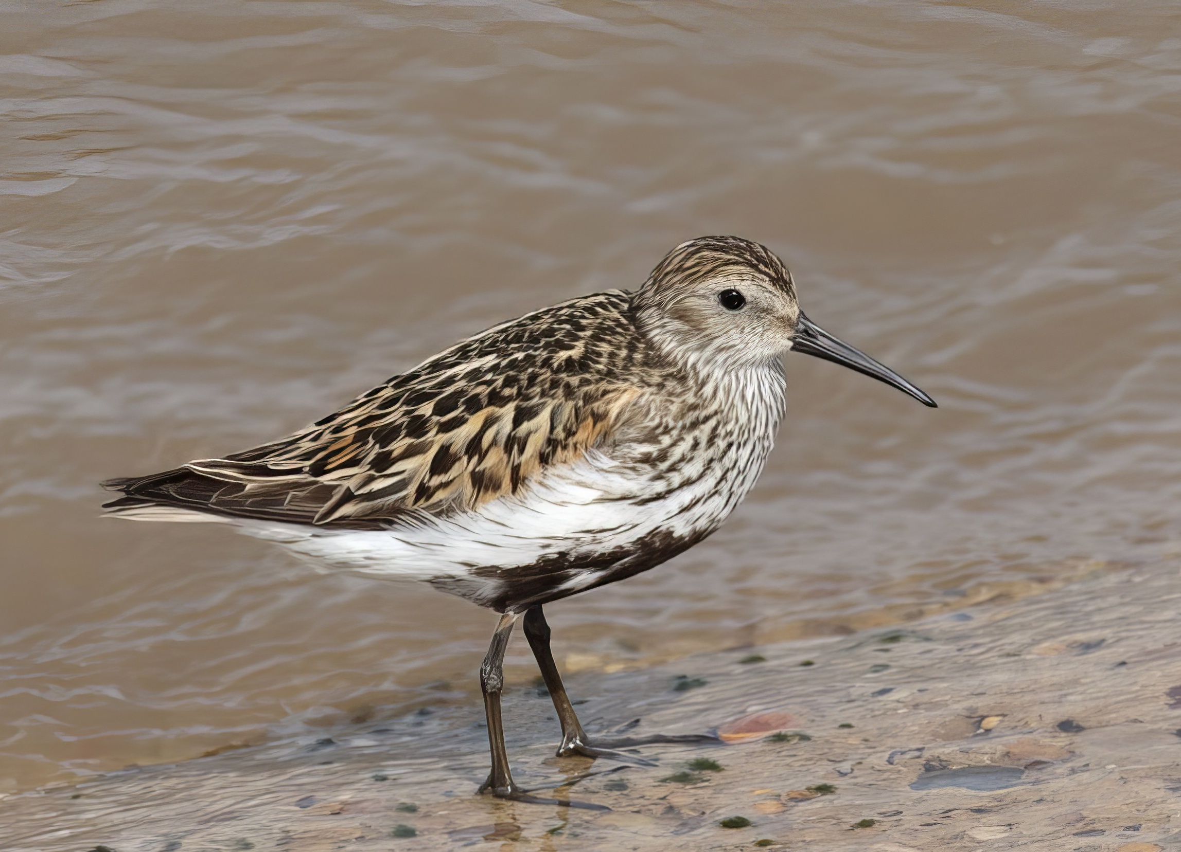 Dunlin 240716 NorthLincs GPCatley topaz enhance