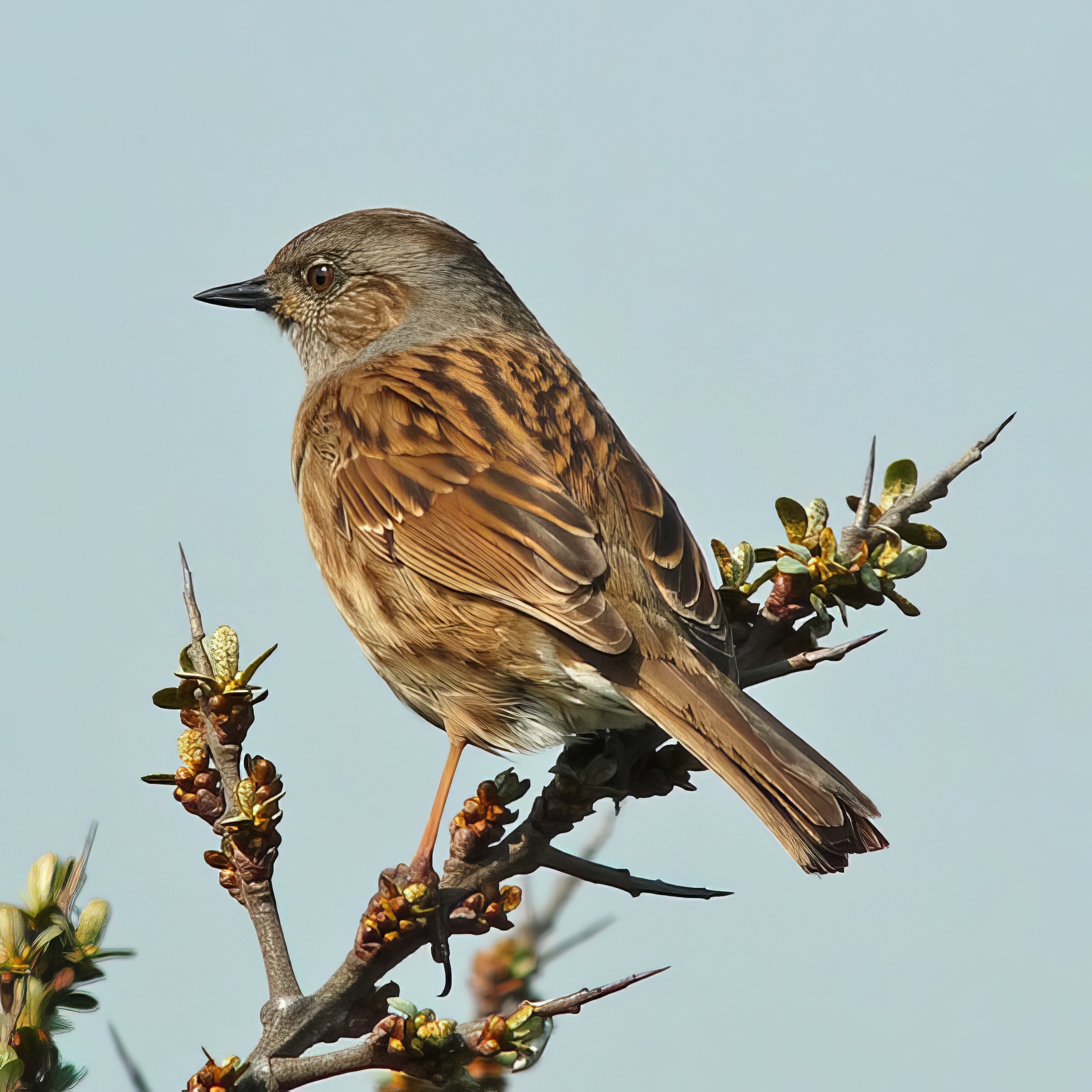 Dunnock 100409 GibPoint RHayes topaz enhance