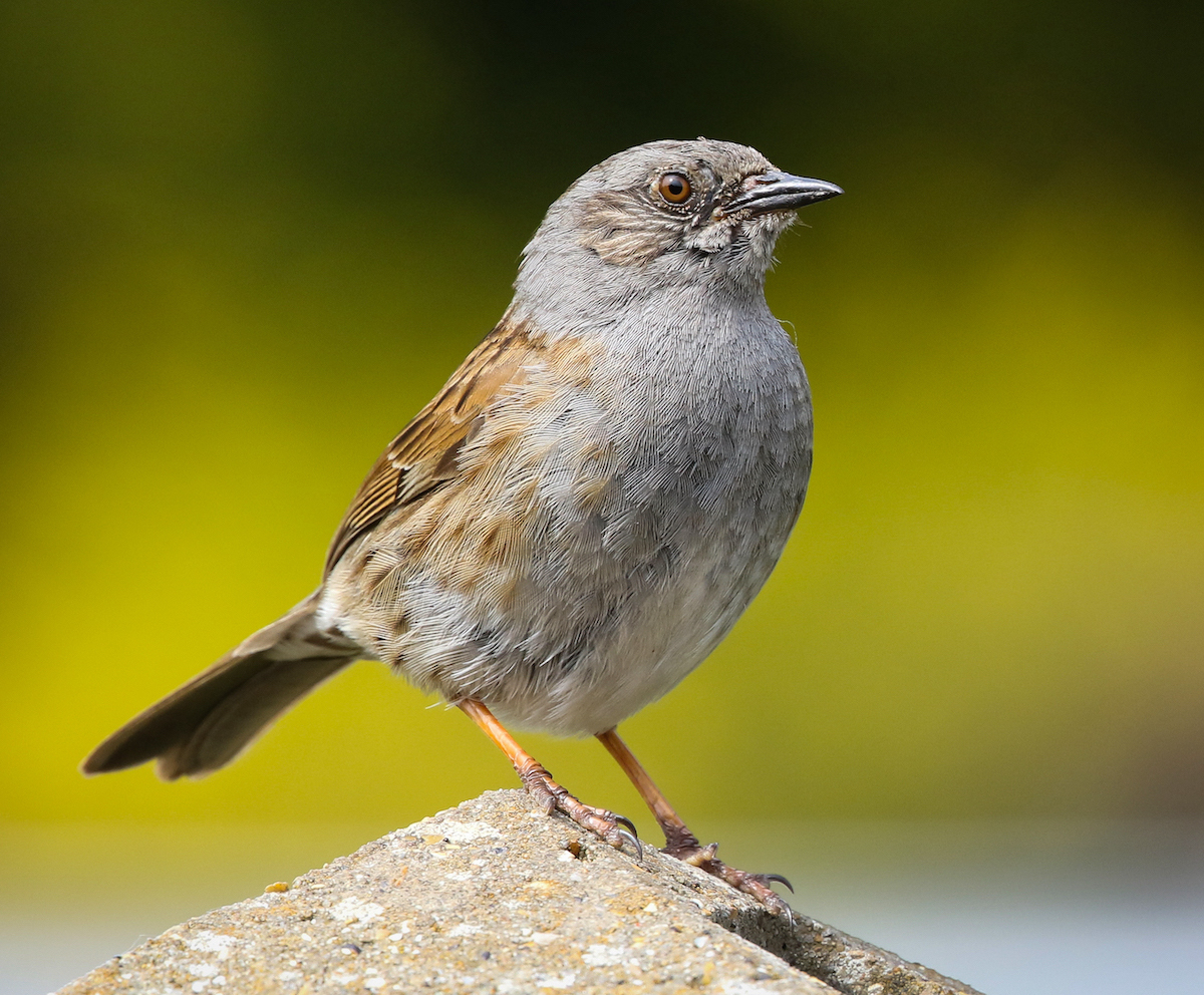 Dunnock 240419 Louth JRClarkson