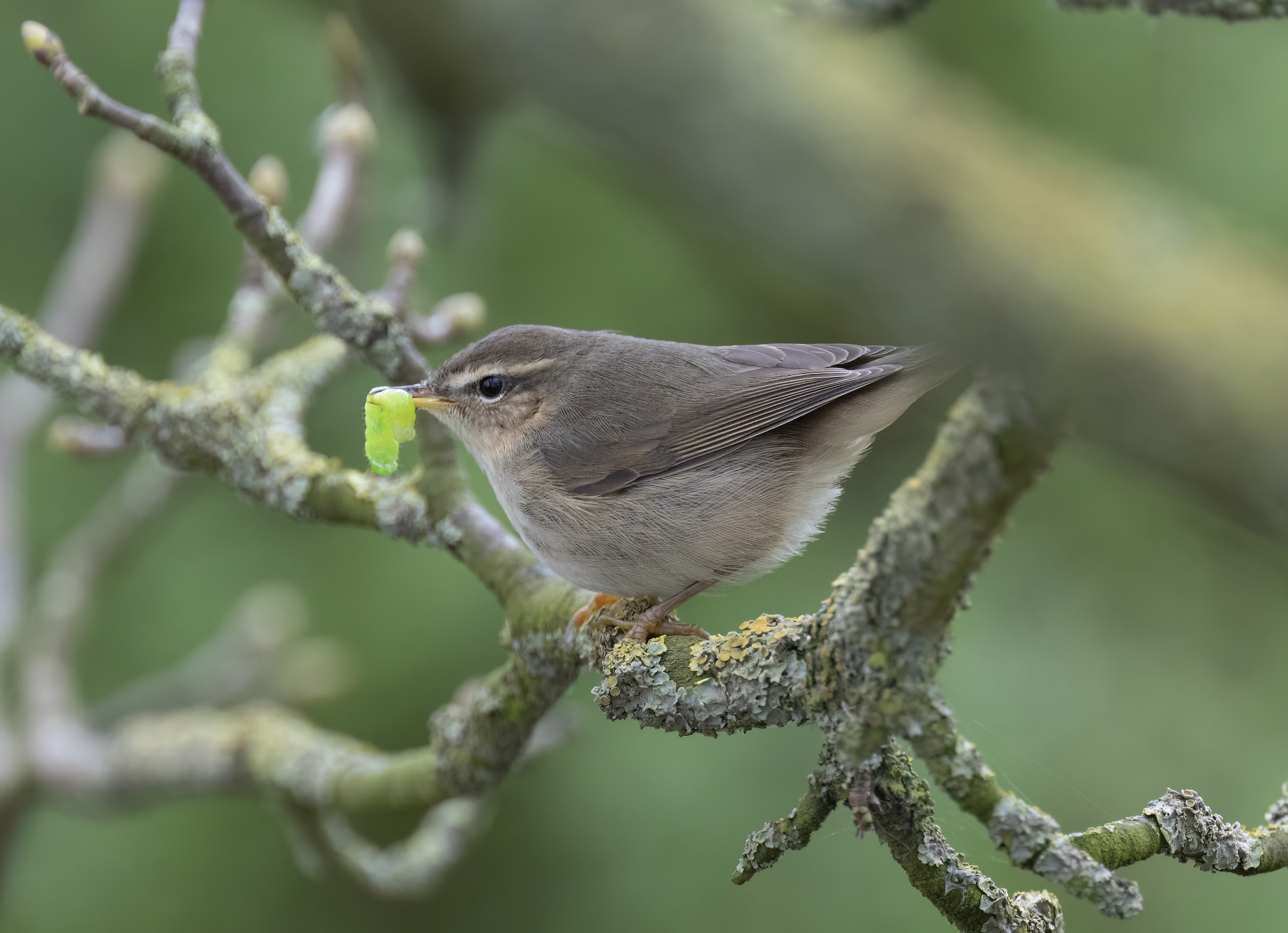 DuskyWarbler1 WollaBank January2019 GPCatley topaz denoise