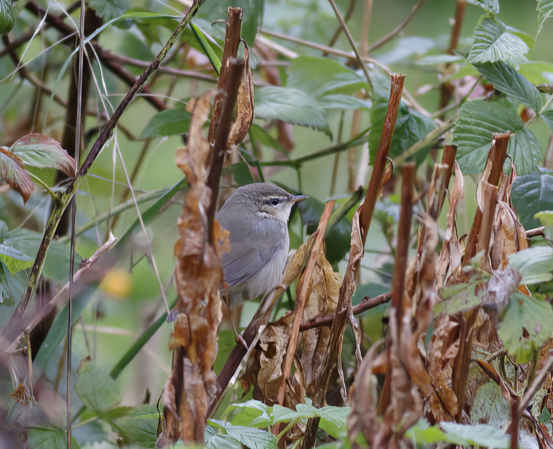 DuskyWarbler 151016 GibPoint GPCatley topaz enhance