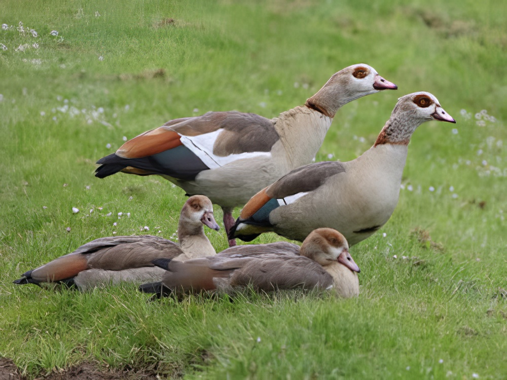EgyptianGoose 180516 Tattershall RussHayes topaz enhance