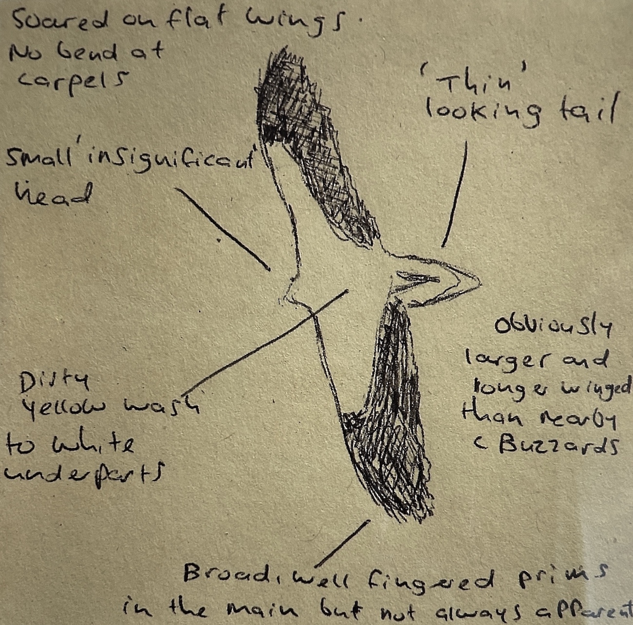 EgyptianVulture Sketch May2021 DNicholson