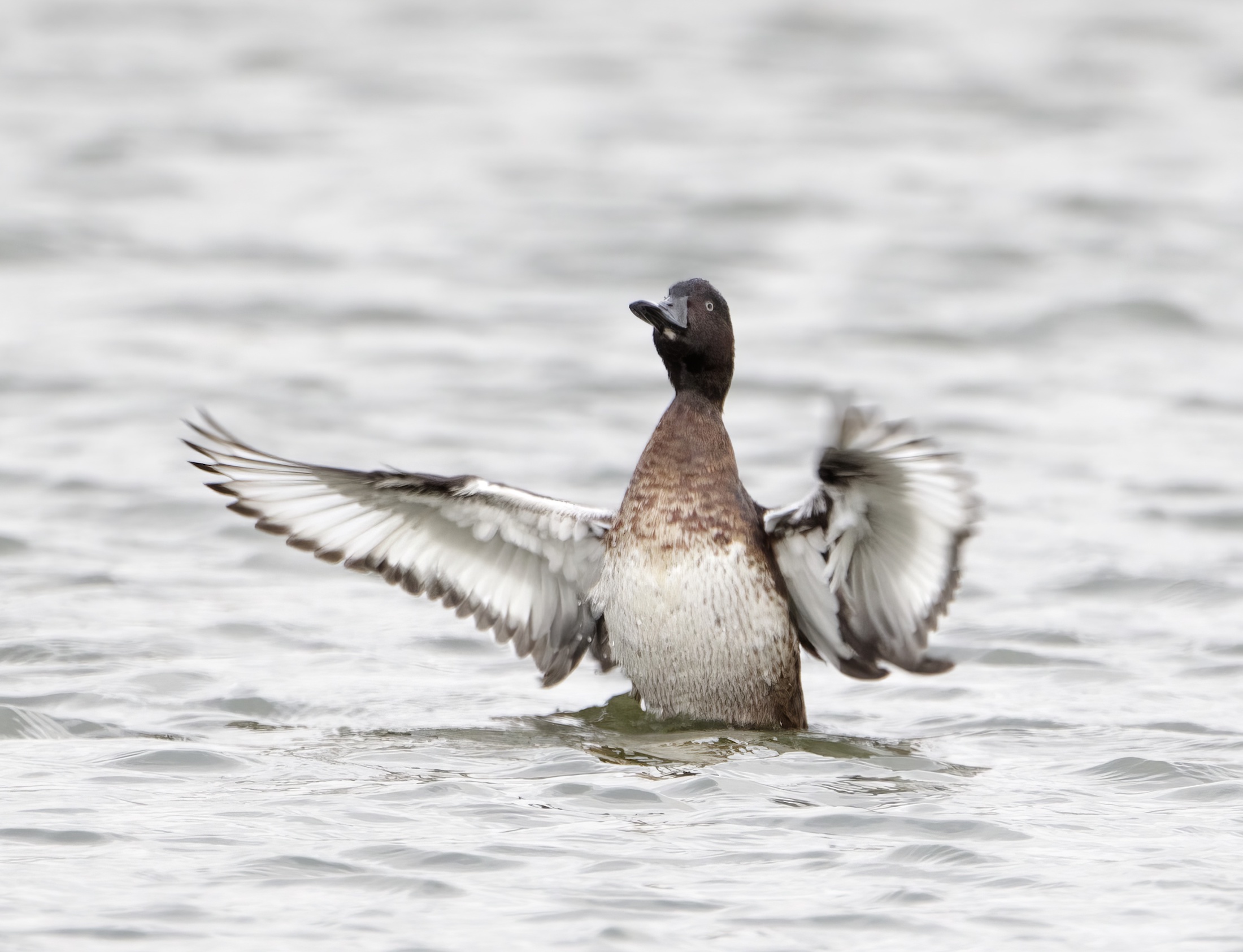 FerruginousDuck2 231011 BartonPits GPCatley topaz enhance