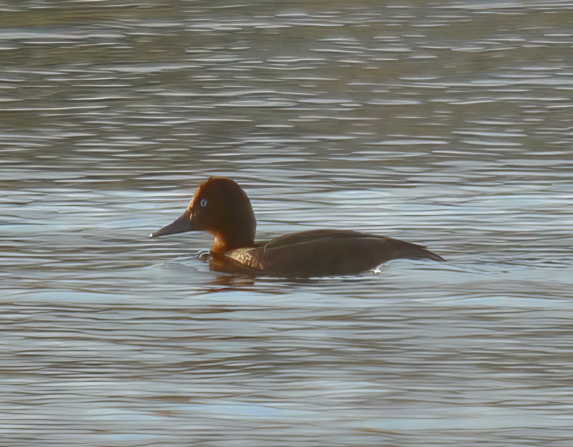 FerruginousDuck 090109 Whisby RussHayes topaz enhance