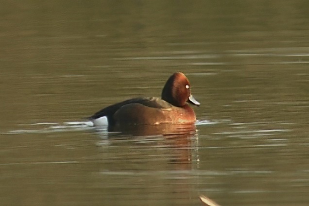 FerruginousDuck 180201 Barton GPCatley topaz denoise