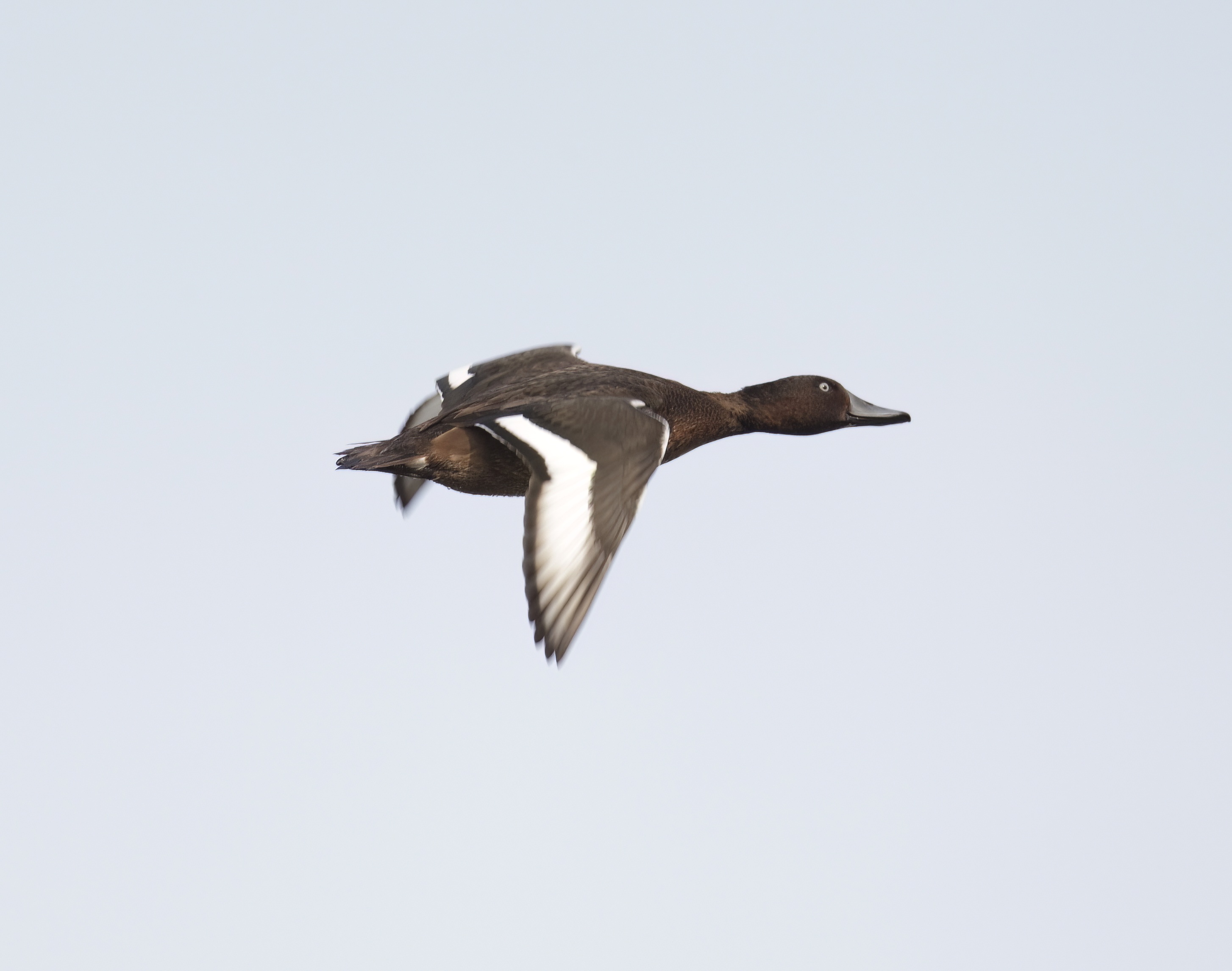 FerruginousDuck 231011 BartonPits GPCatley topaz denoise