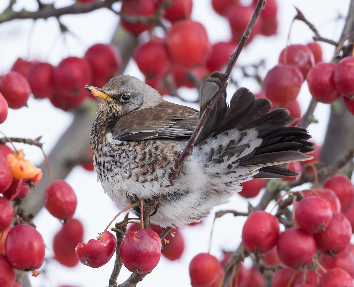 Fieldfare 020318 LittleGrimsby MarkJohnson