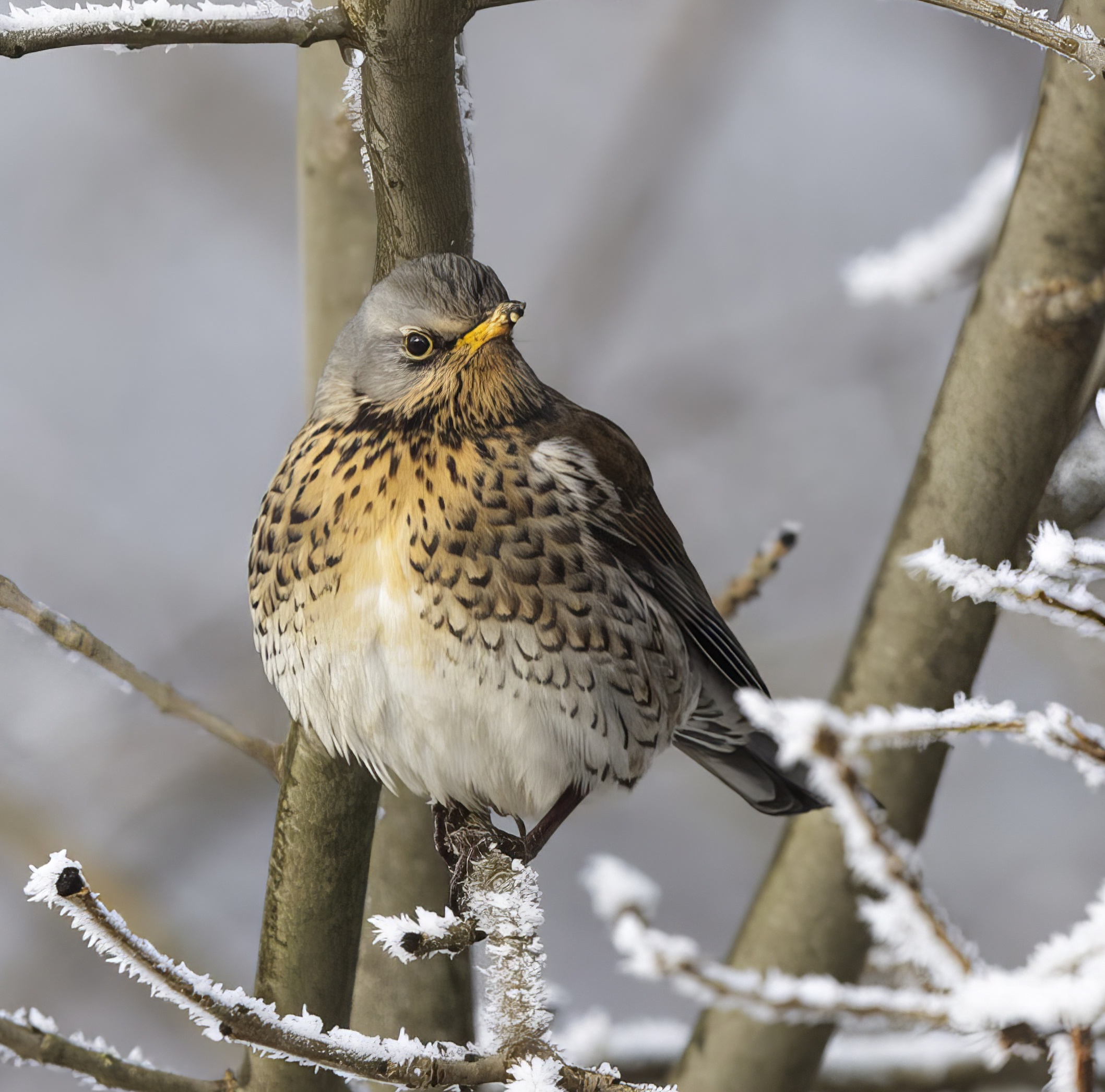 Fieldfare 140115 WatersEdgeCP GPCatley topaz enhance