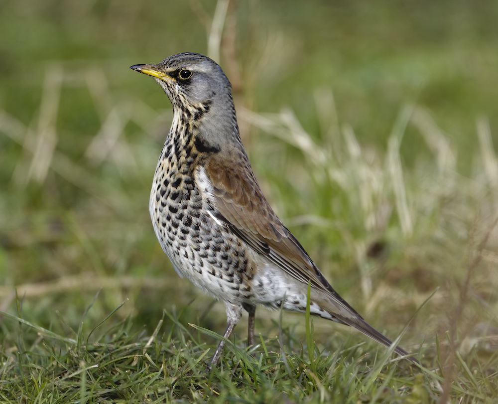 Fieldfare Thornton Abbey February 2009 G P Catley