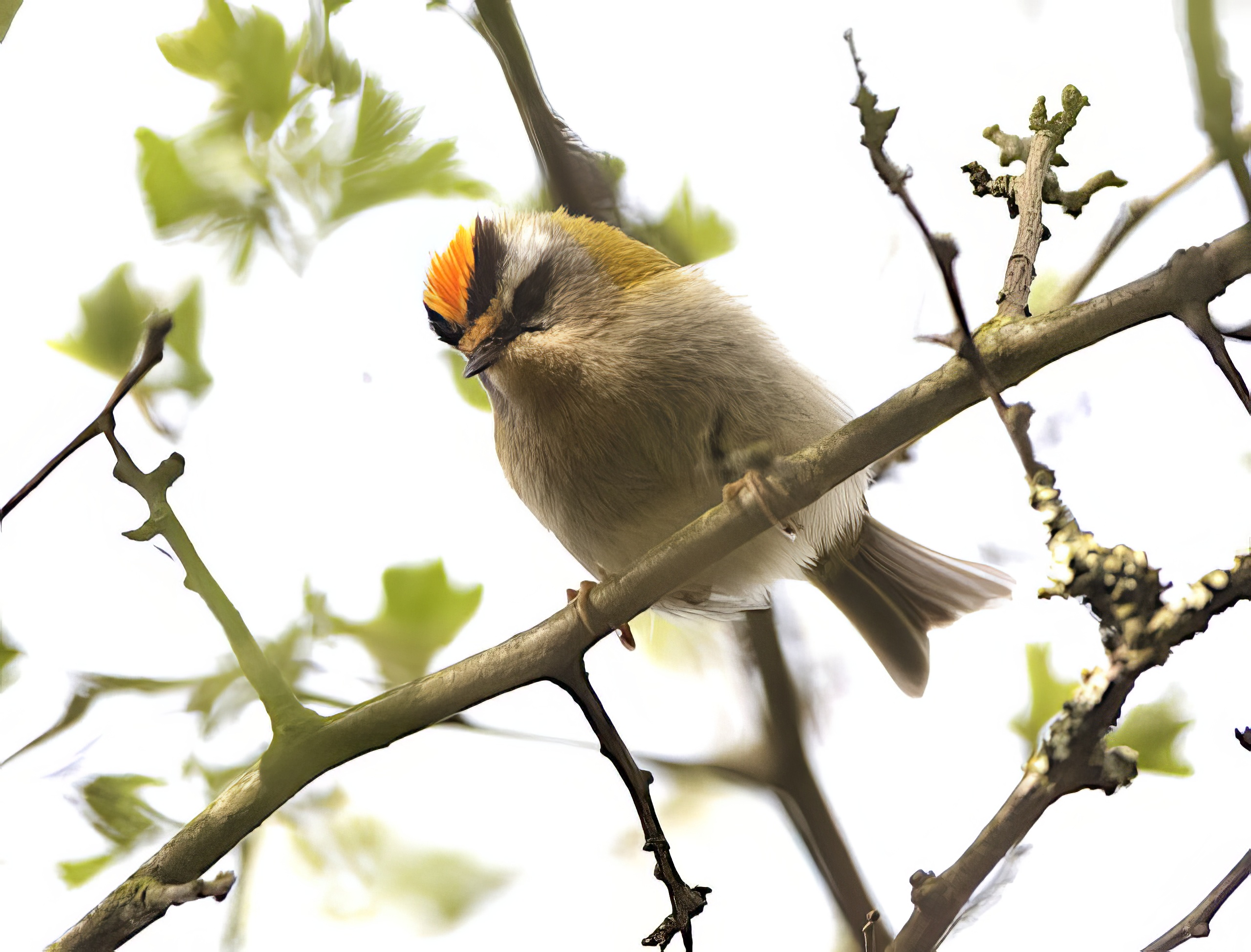 Firecrest 020411 BartonPits GPCatley topaz enhance