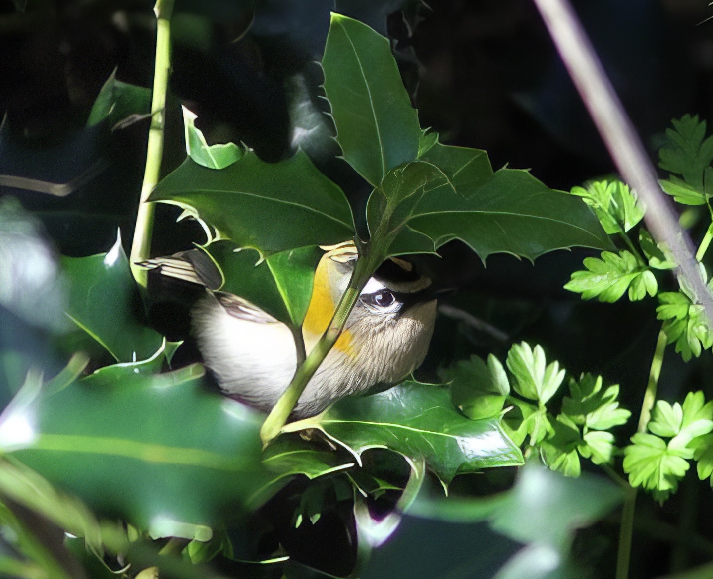 Firecrest 070218 EastKeal PAHyde topaz enhance