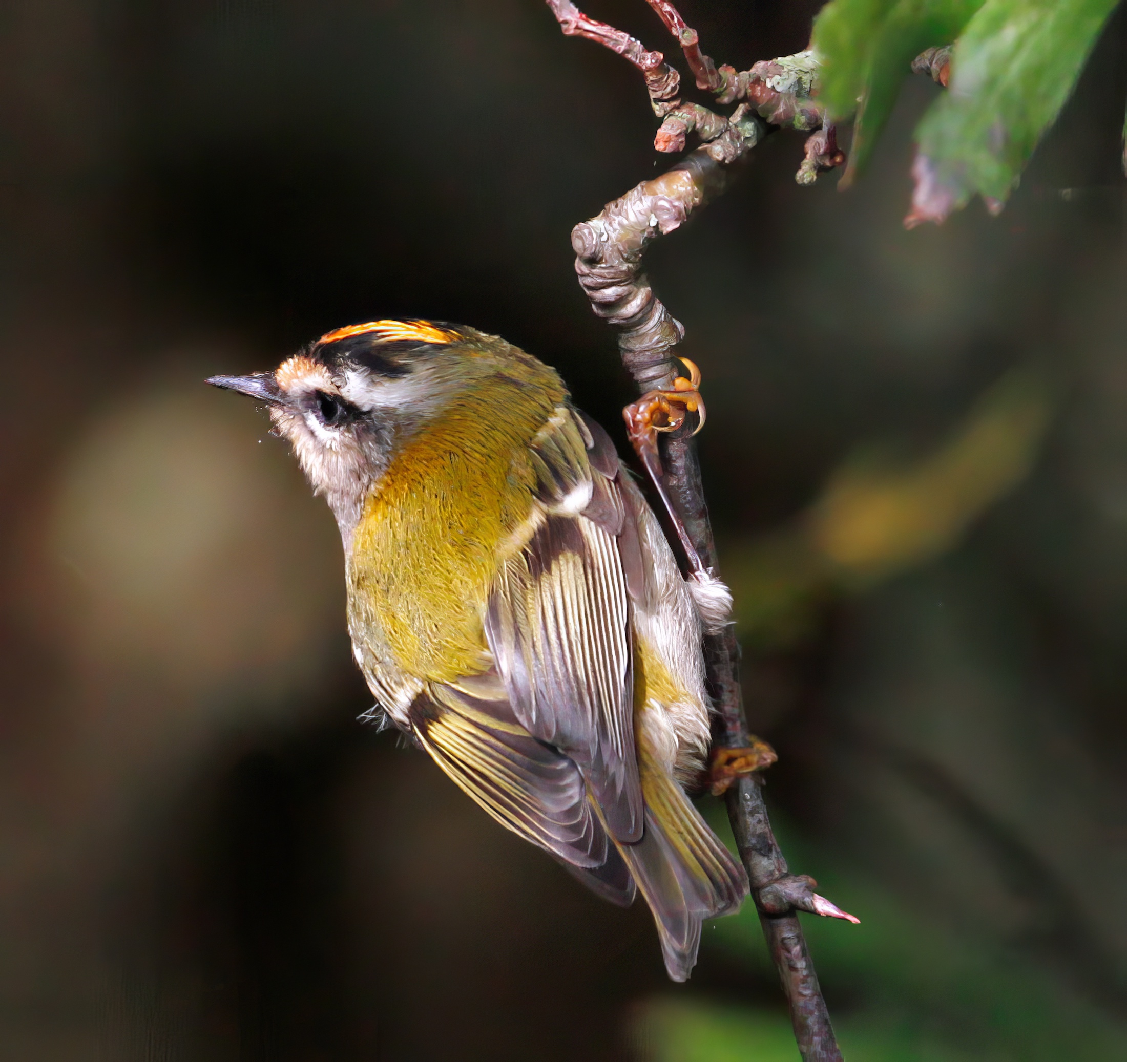 Firecrest Oct2013 Donna Nook MJTarrant topaz enhance