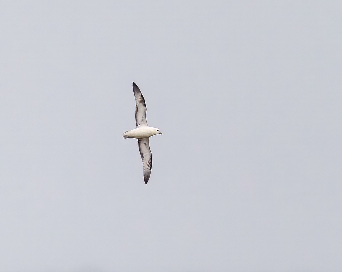 Fulmar 100913 Huttoft GPCatley topaz denoise