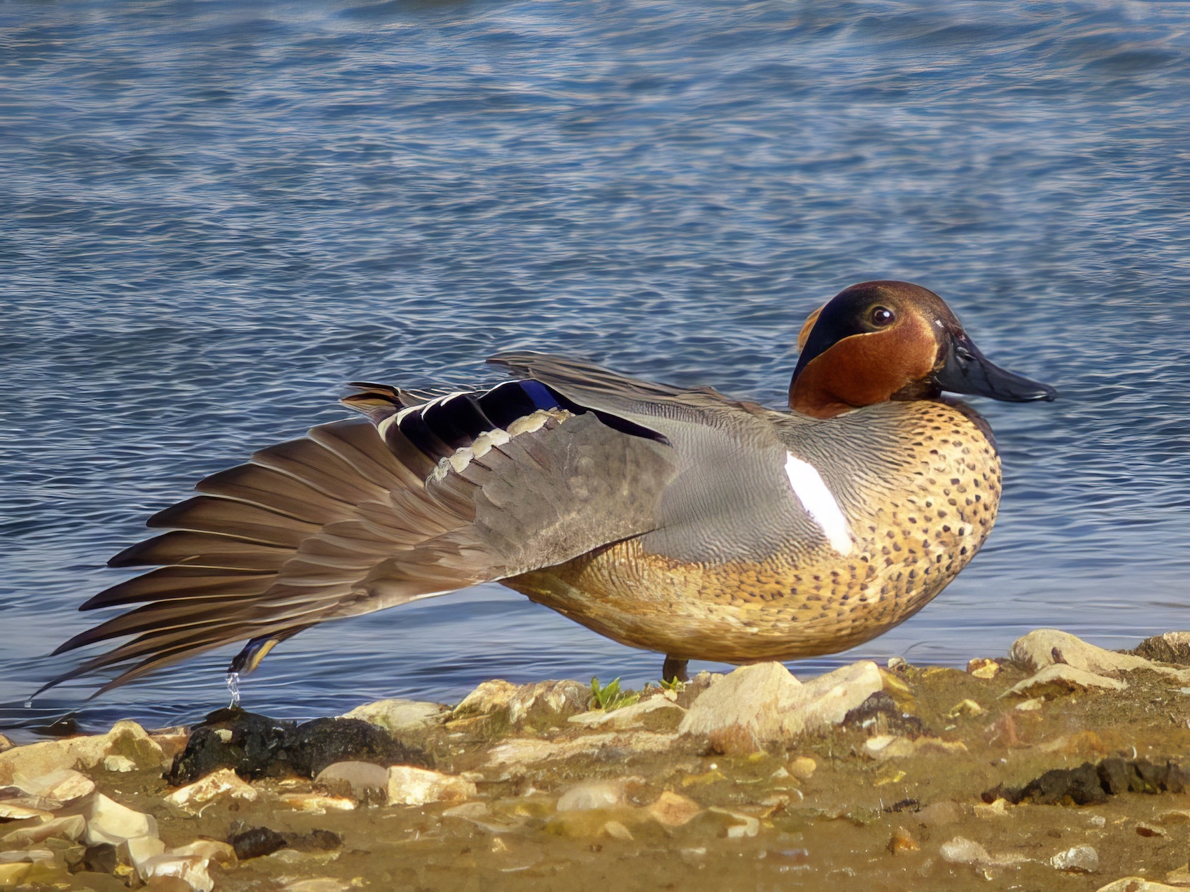 GWTeal1 140413 KirkbyGP RHayes topaz enhance