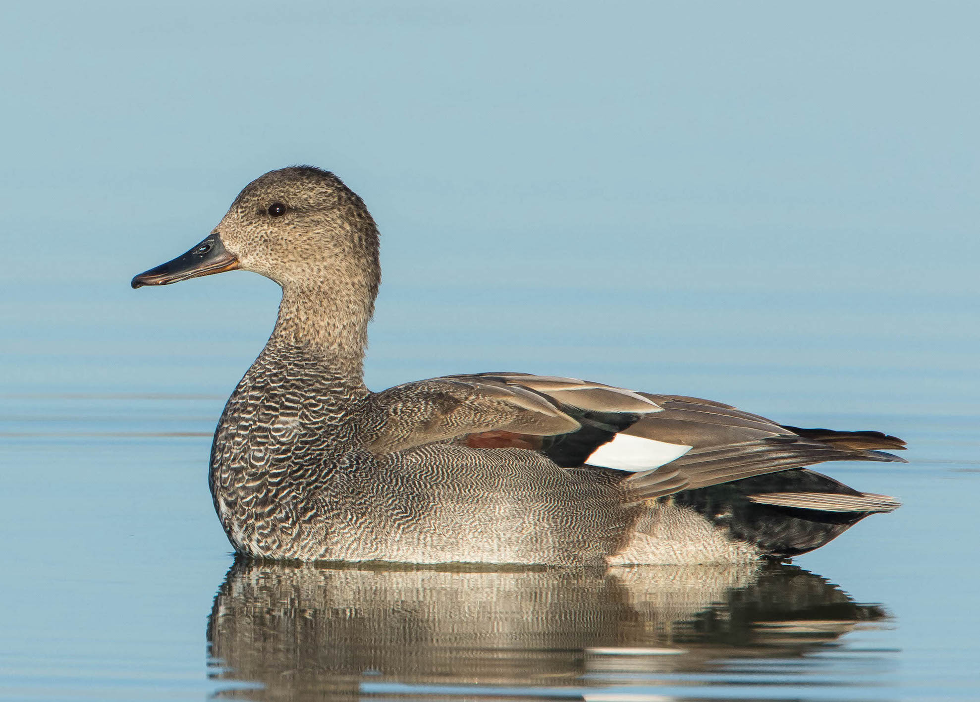 Gadwall 100416 Grainthorpe MarkDJohnson