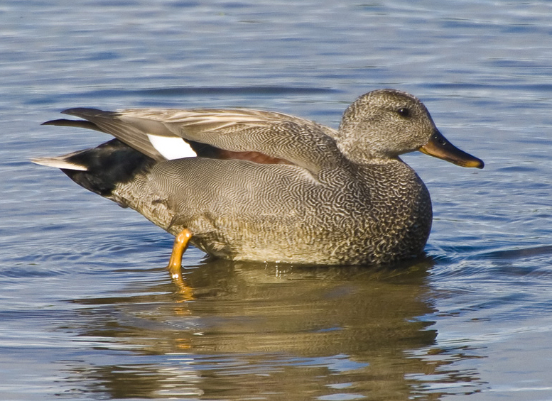 Gadwall 270509 MarstonSTW DaveMorison
