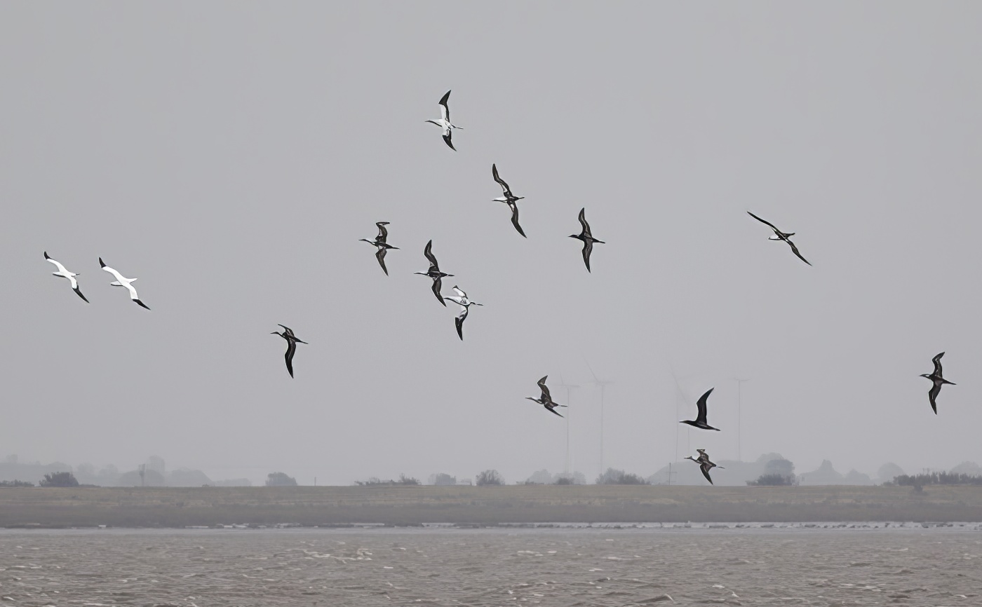 Gannets 111013 Humber GPCatley topaz enhance