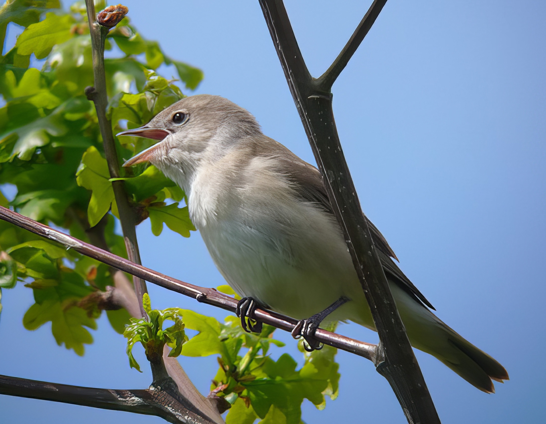 GardenWarbler 150508 WhisbyNP RHayes topaz enhance